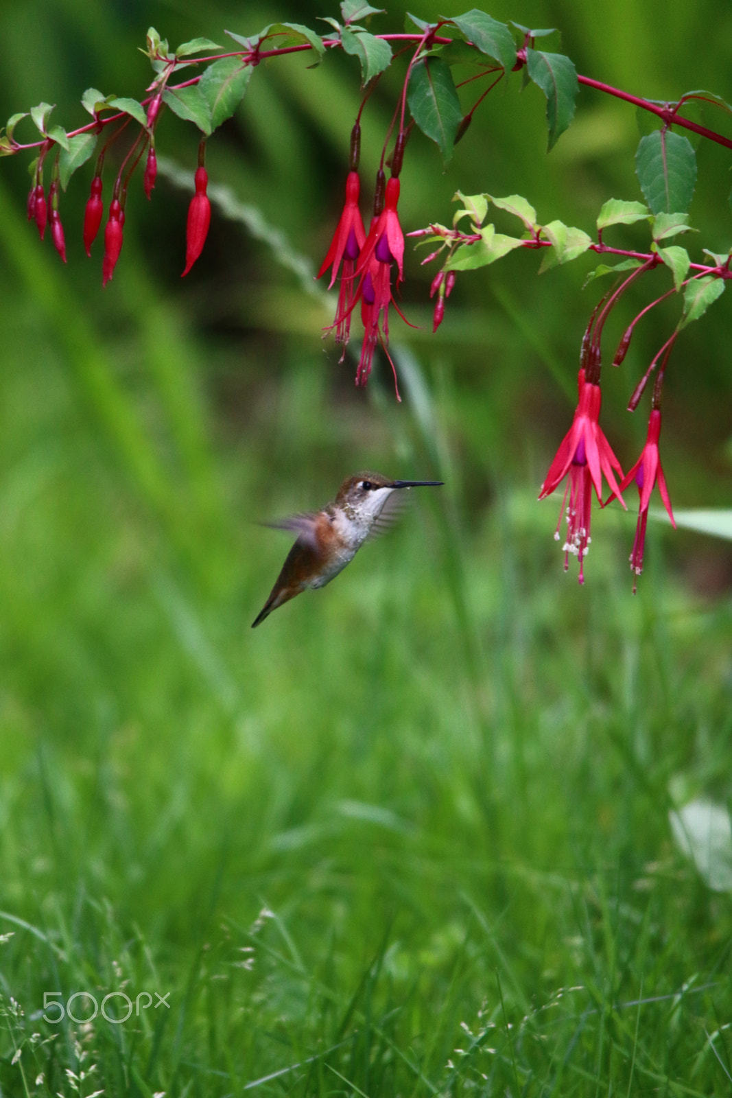 Canon EOS 700D (EOS Rebel T5i / EOS Kiss X7i) + Sigma 150-500mm F5-6.3 DG OS HSM sample photo. Little hummer photography