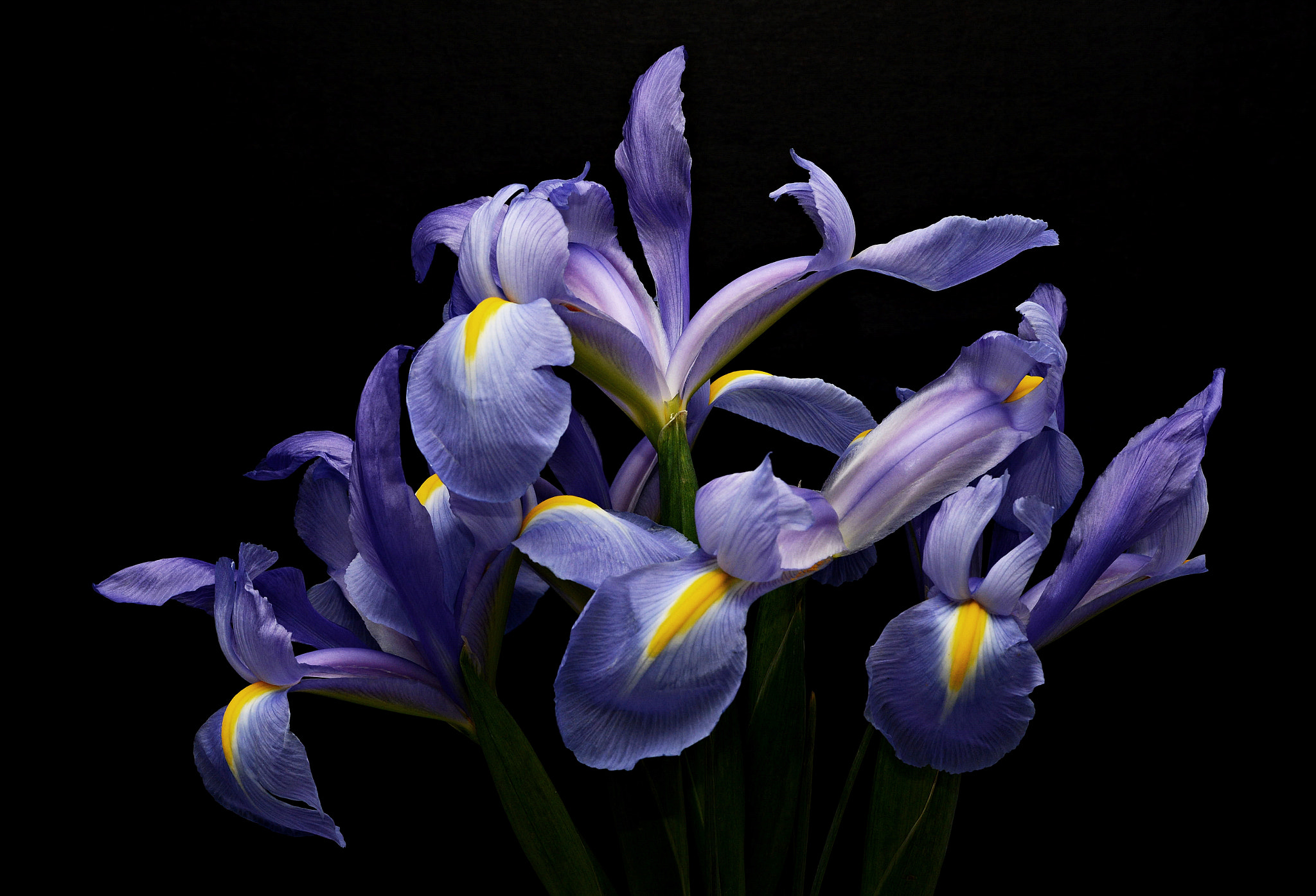 Tamron SP 70-200mm F2.8 Di VC USD sample photo. Blue iris bouquet photography