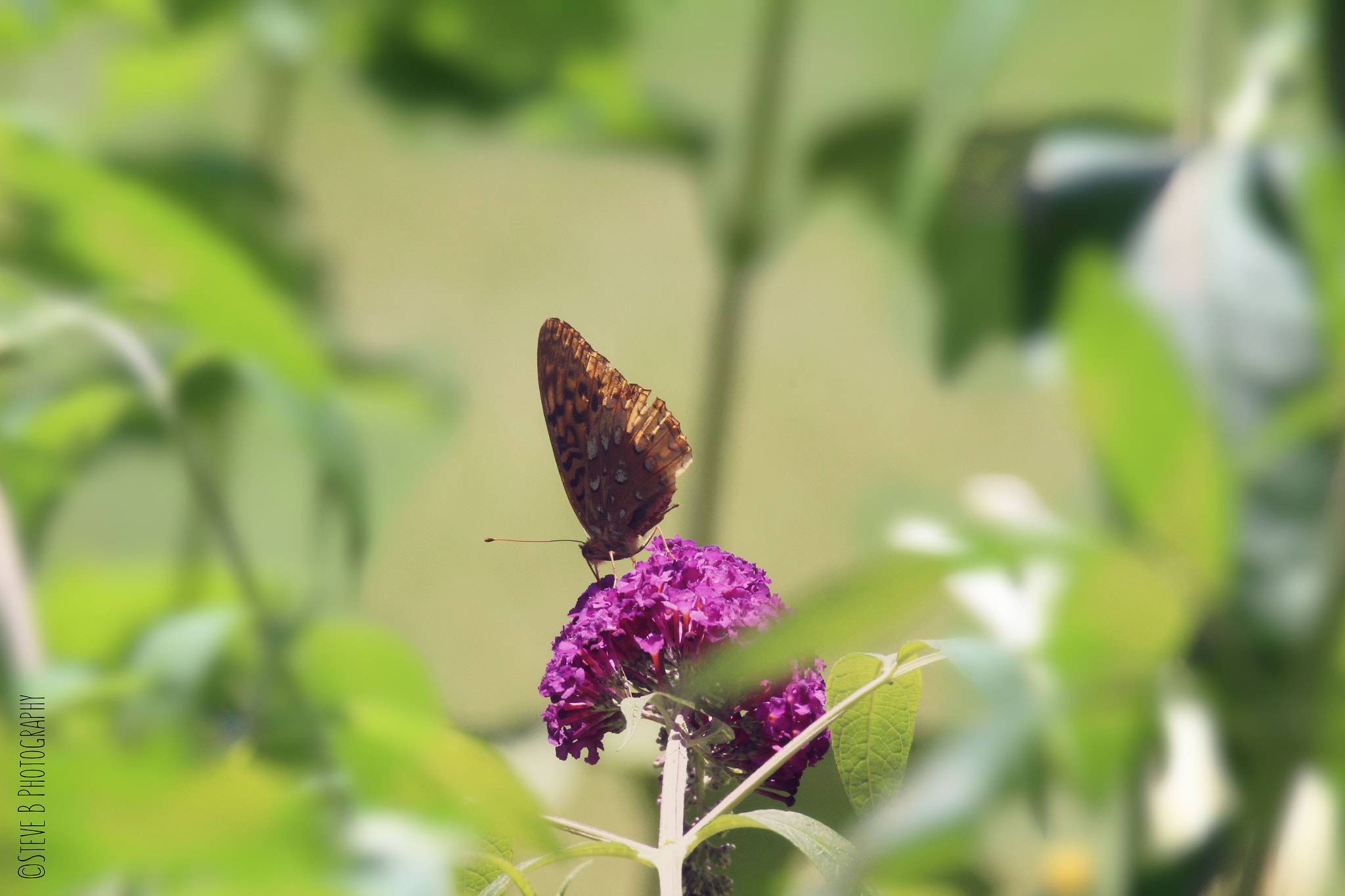 Tamron SP 150-600mm F5-6.3 Di VC USD sample photo. Nokomis fritillary butterfly photography