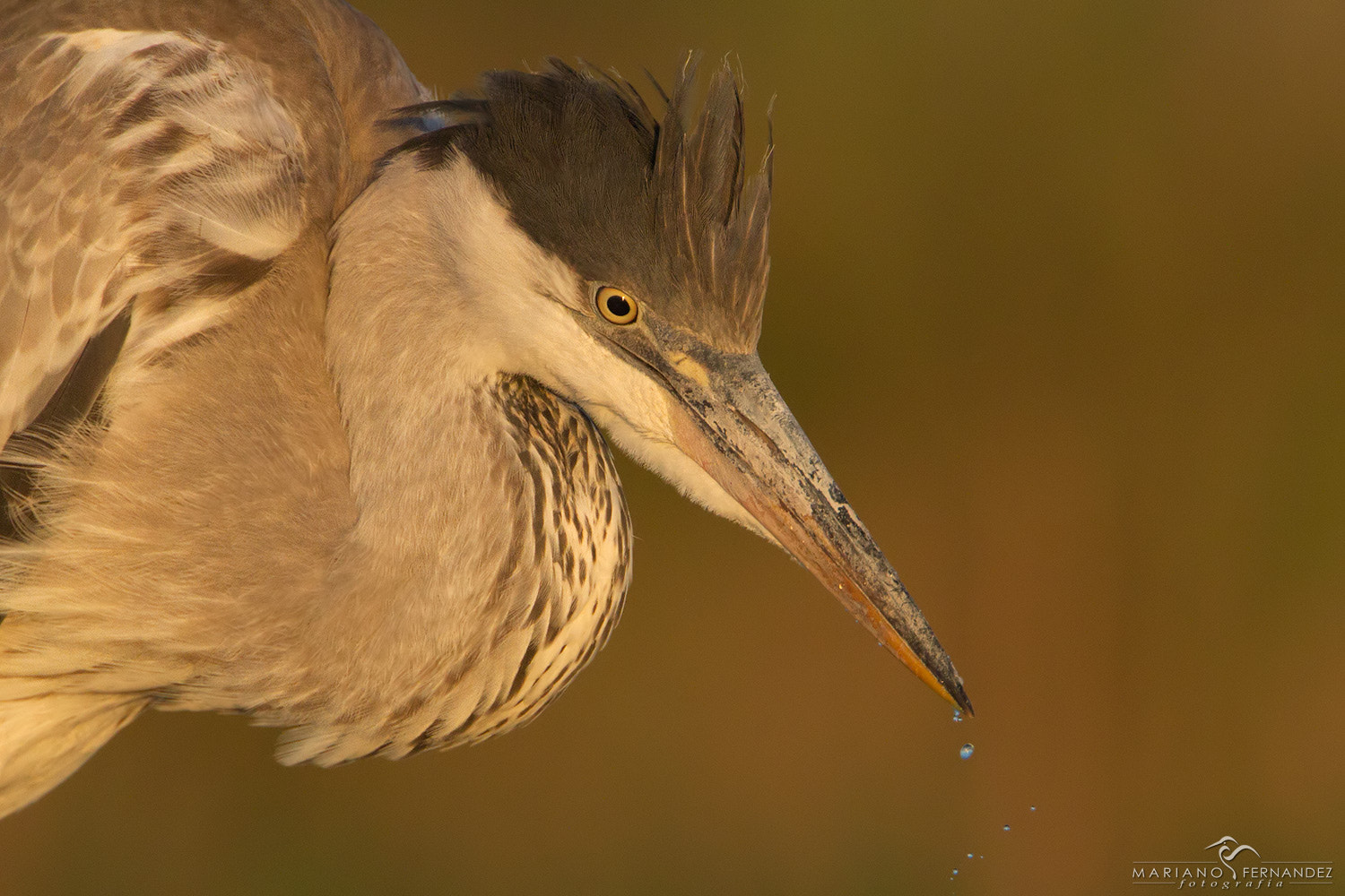 Canon EOS 7D + Canon EF 500mm F4L IS USM sample photo. Cocoi heron photography