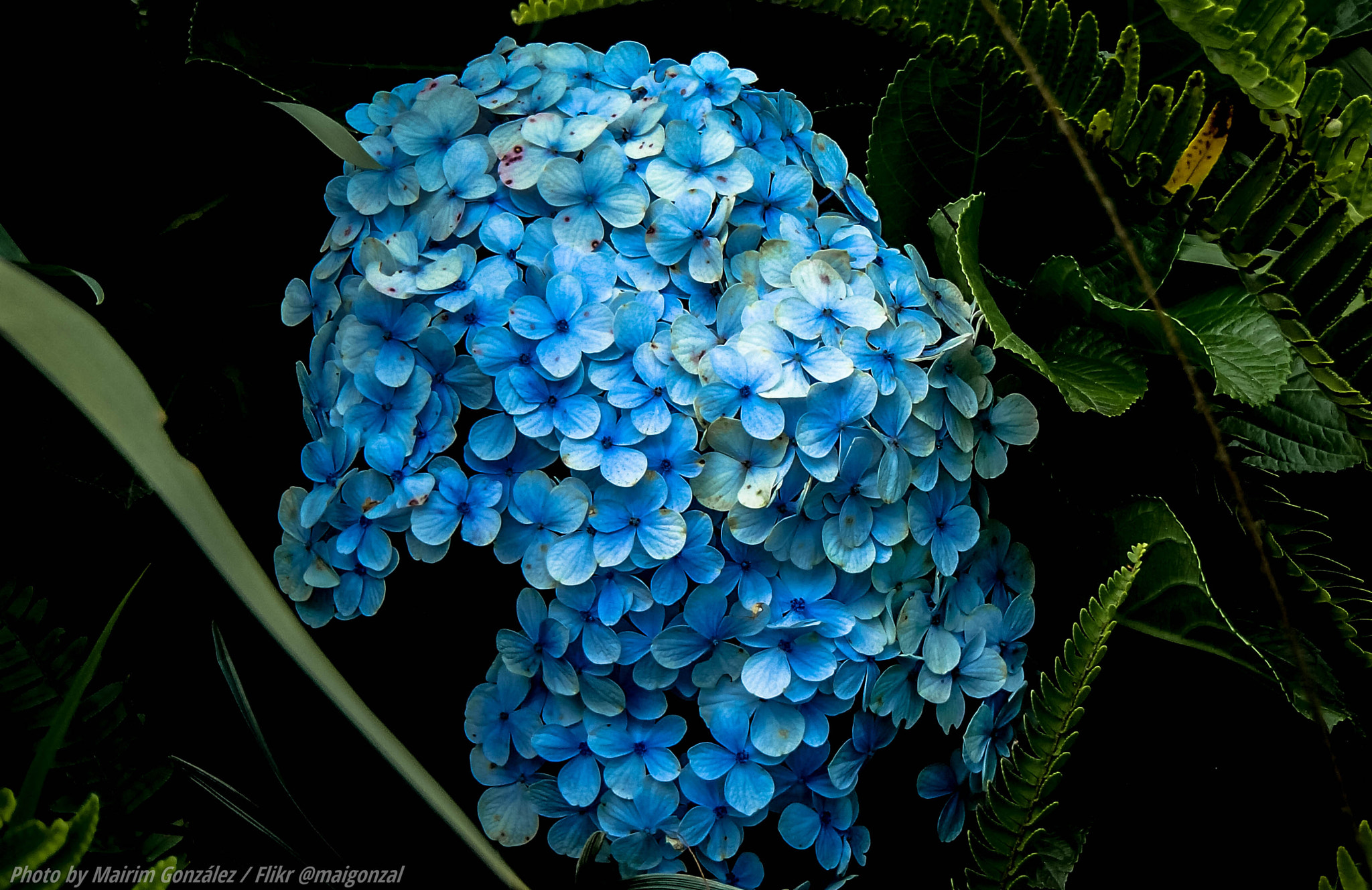 Olympus TG-630 sample photo. Blue flowers photography