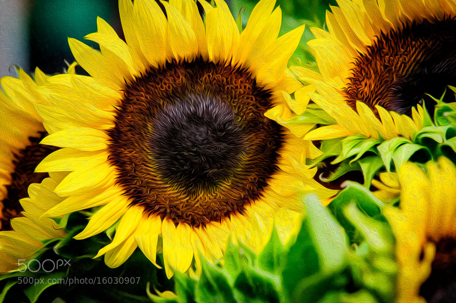 Sunflowers by Joey J. Schwartz