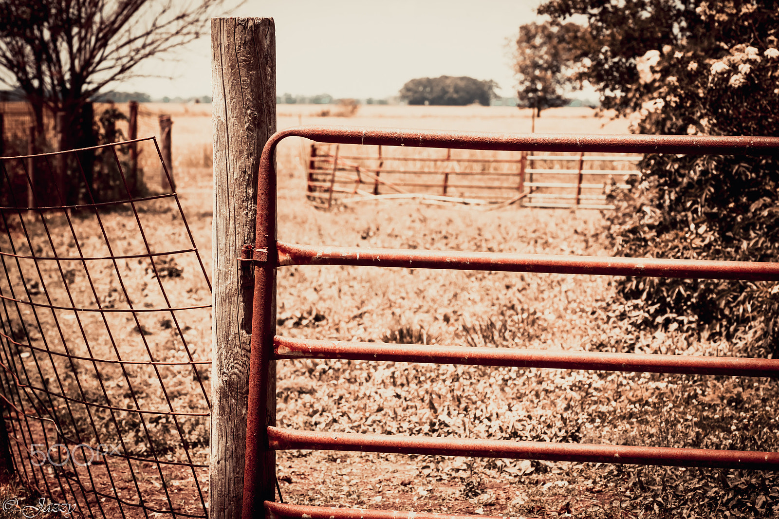 Sony Alpha DSLR-A850 sample photo. Country life photography