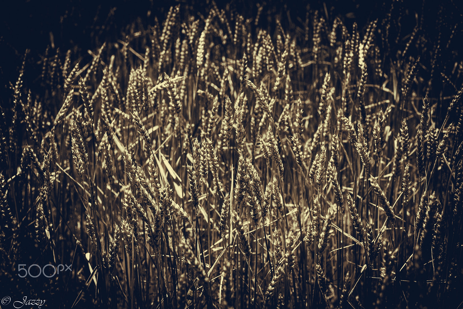 Sony Alpha DSLR-A850 + Minolta AF 100mm F2.8 Macro [New] sample photo. Country life photography