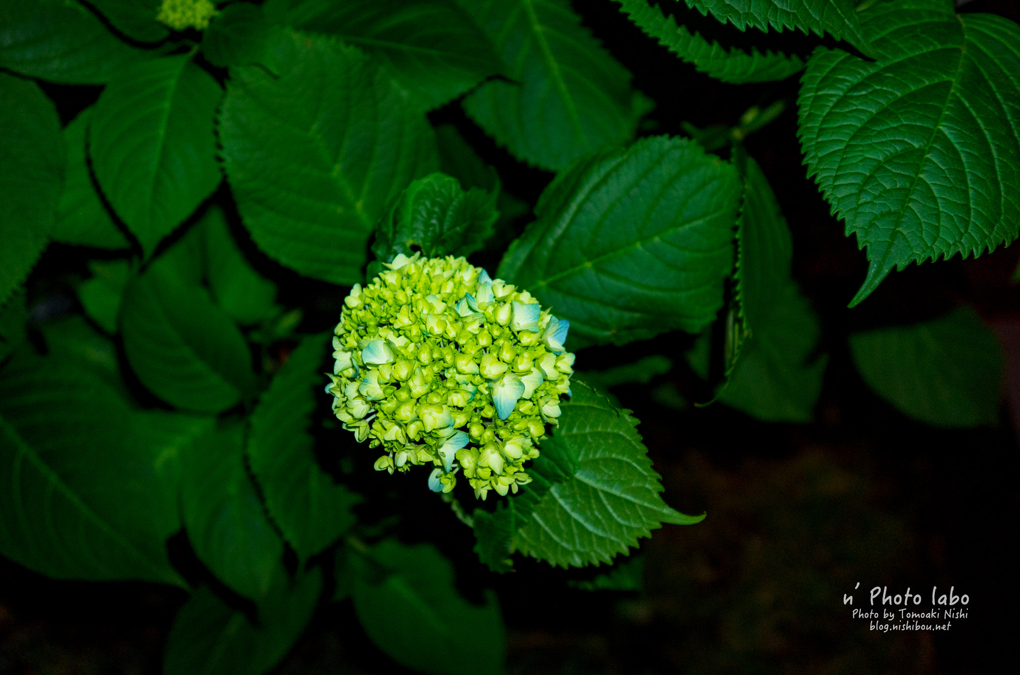 Summicron T 1:2 23 ASPH. sample photo. 紫陽花準備中 photography