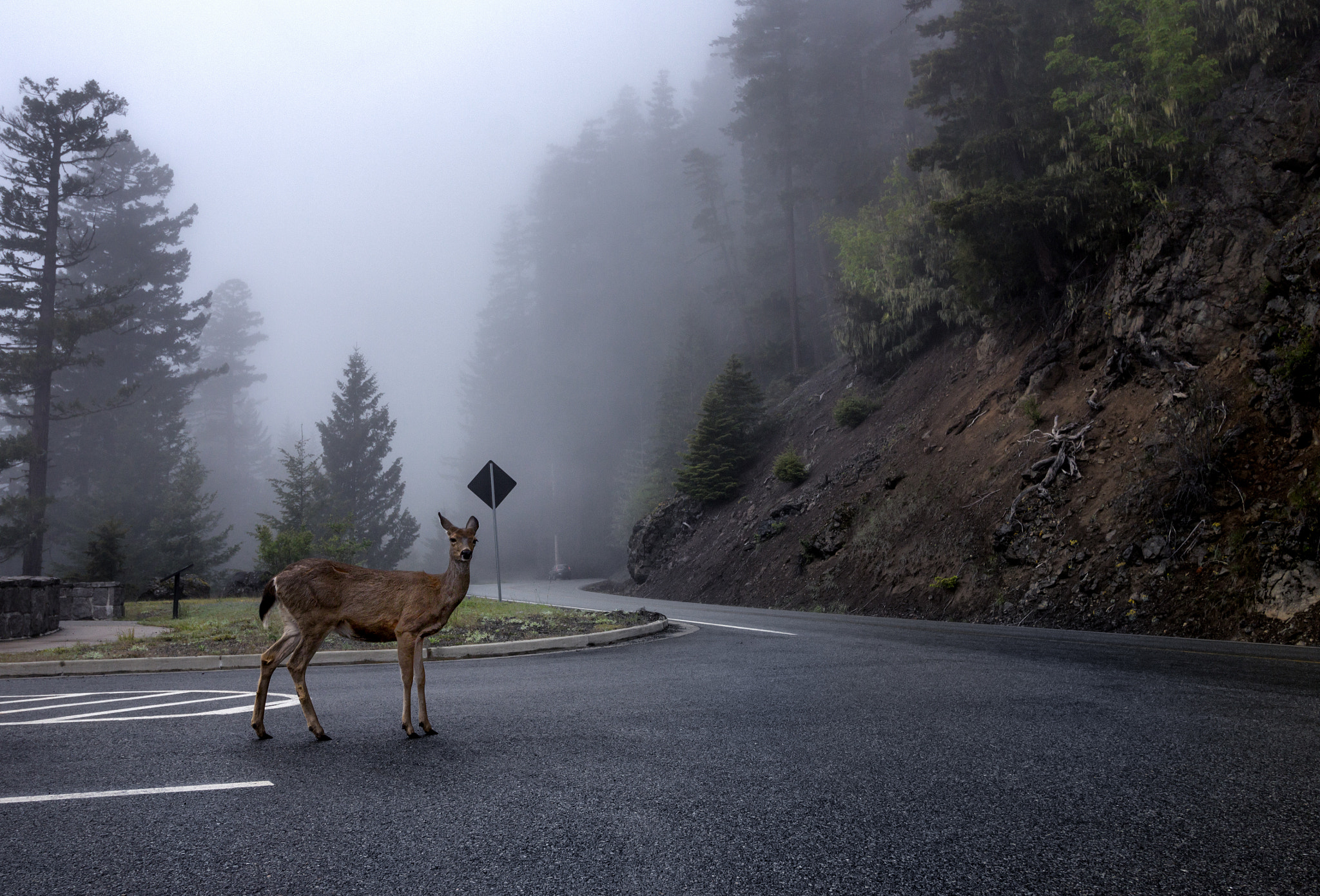 Canon EF-S 10-18mm F4.5–5.6 IS STM sample photo. Foggy photography