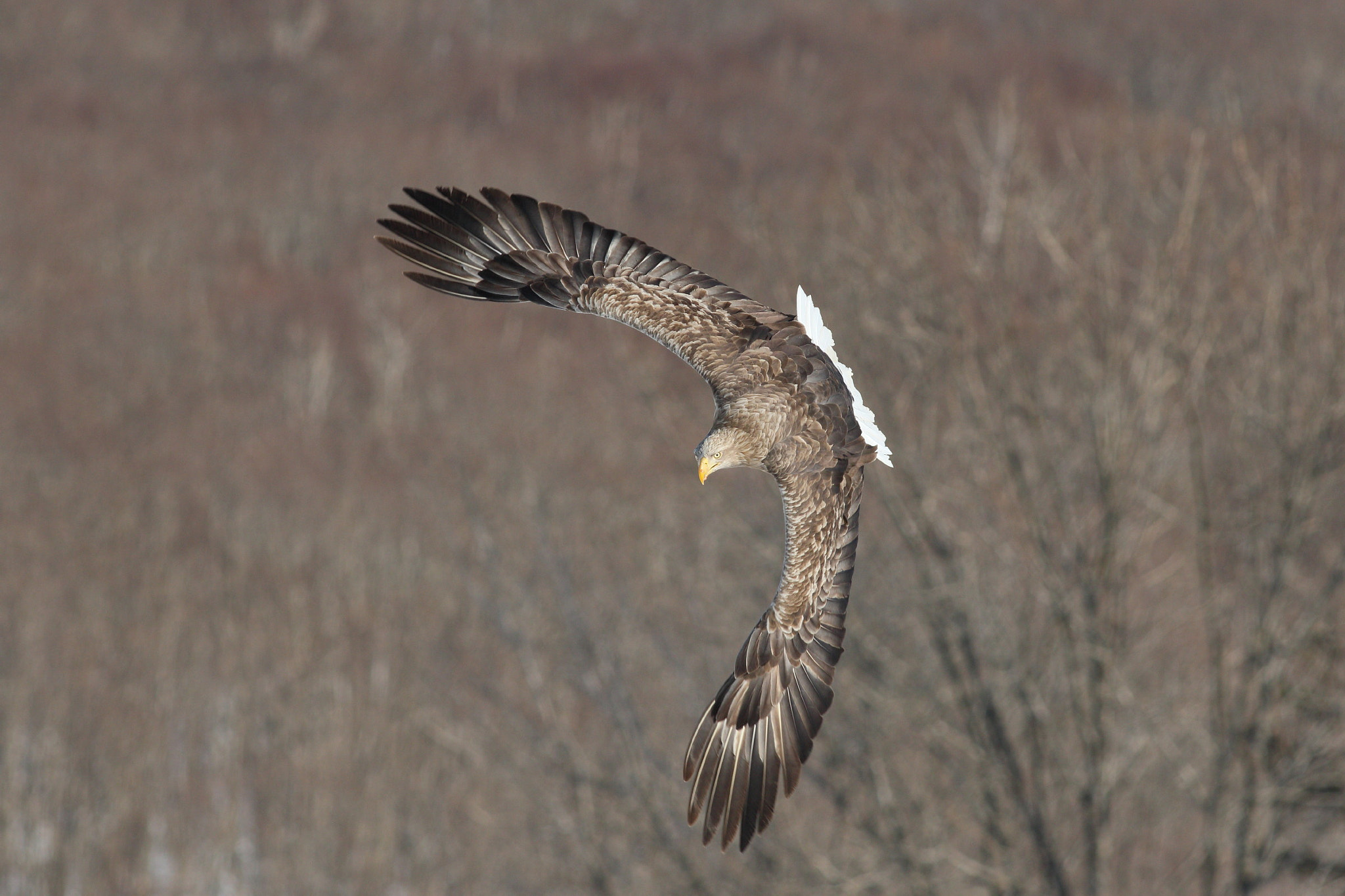 Canon EF 400mm F5.6L USM sample photo. Beautiful wings photography