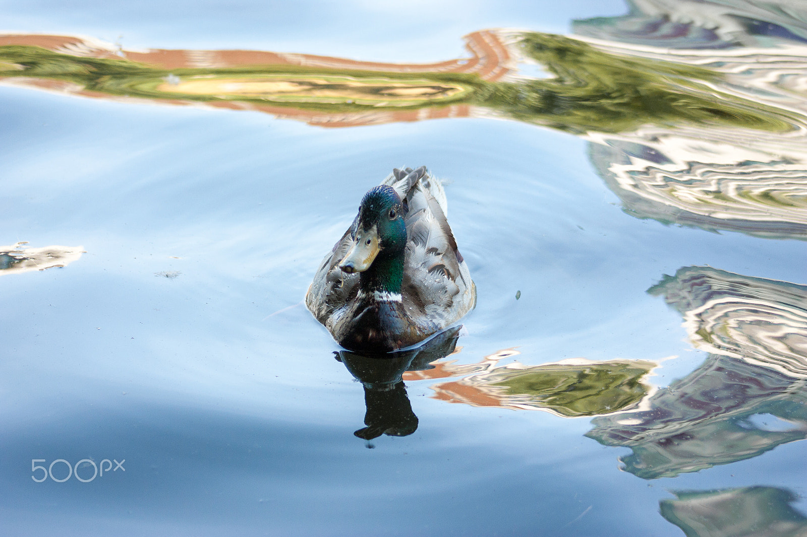 Canon EF 75-300mm f/4-5.6 USM sample photo. Mallard on a mirror photography