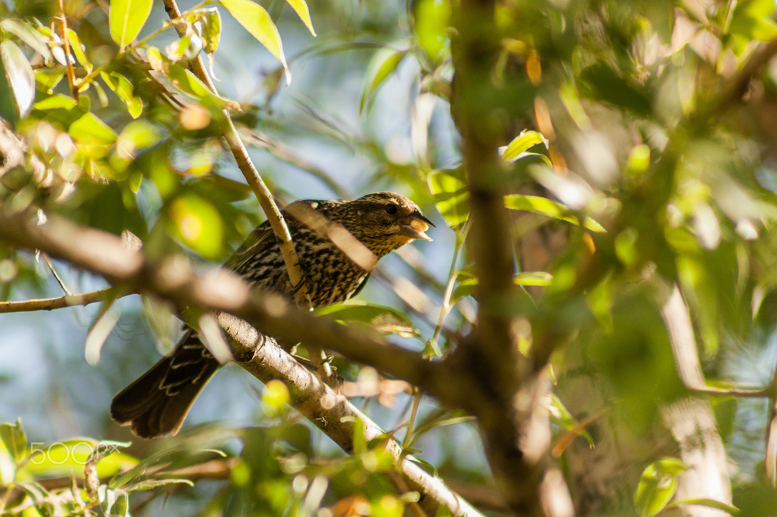 Canon EF 75-300mm f/4-5.6 USM sample photo. Bird with a snack photography