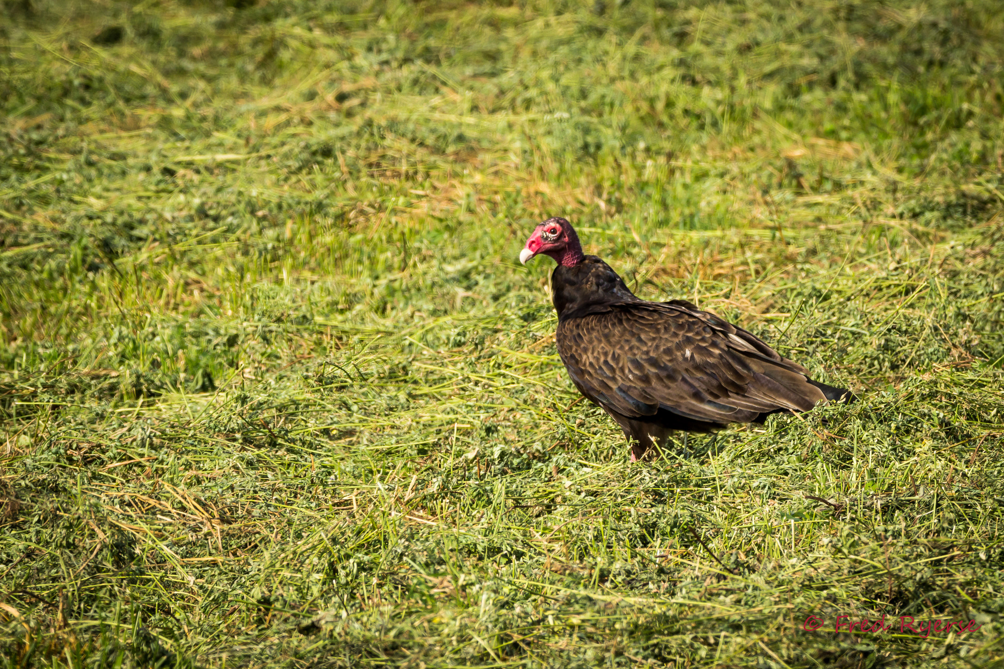 Tamron SP 150-600mm F5-6.3 Di VC USD sample photo. Turkey vulture photography