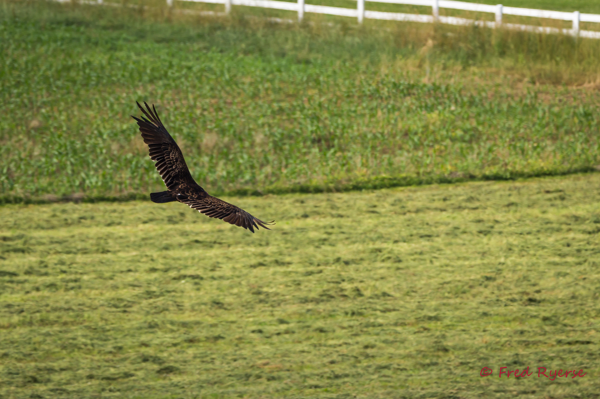 Tamron SP 150-600mm F5-6.3 Di VC USD sample photo. Turkey vulture in flight photography
