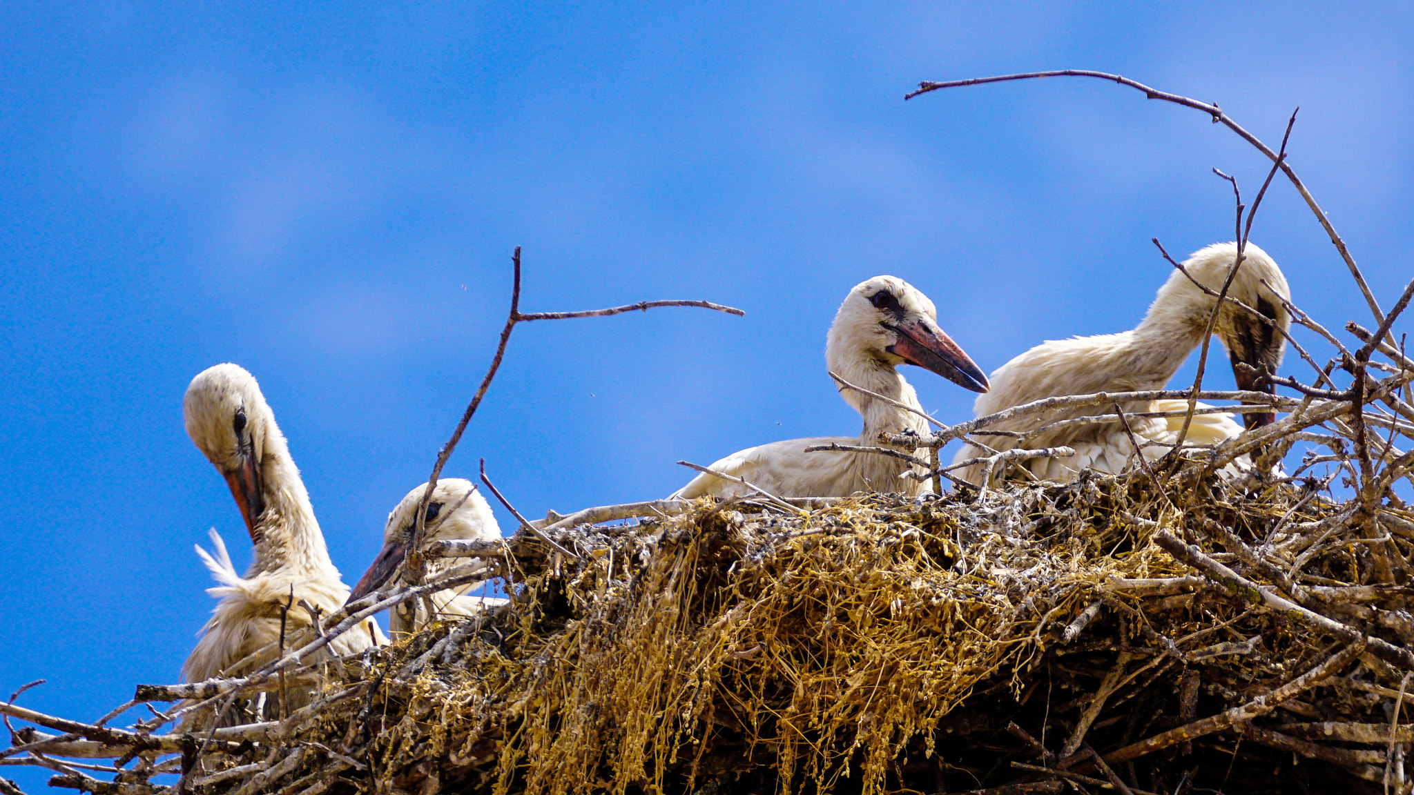 Sony 70-300mm F4.5-5.6 G SSM sample photo. White stork photography