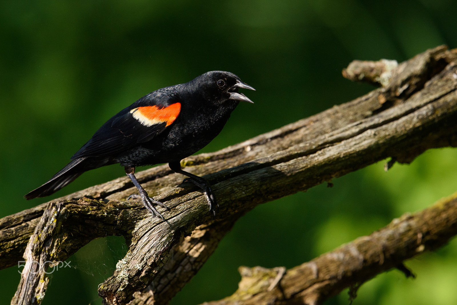 Nikon AF-S Nikkor 500mm F4E FL ED VR sample photo. Red winged blackbird yells up close photography