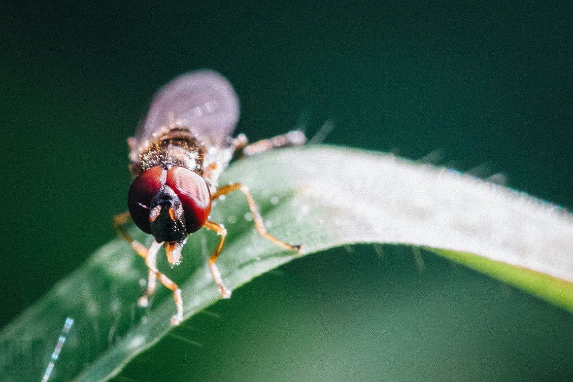 Sigma APO Macro 150mm f/2.8 EX DG HSM sample photo. Fly. photography