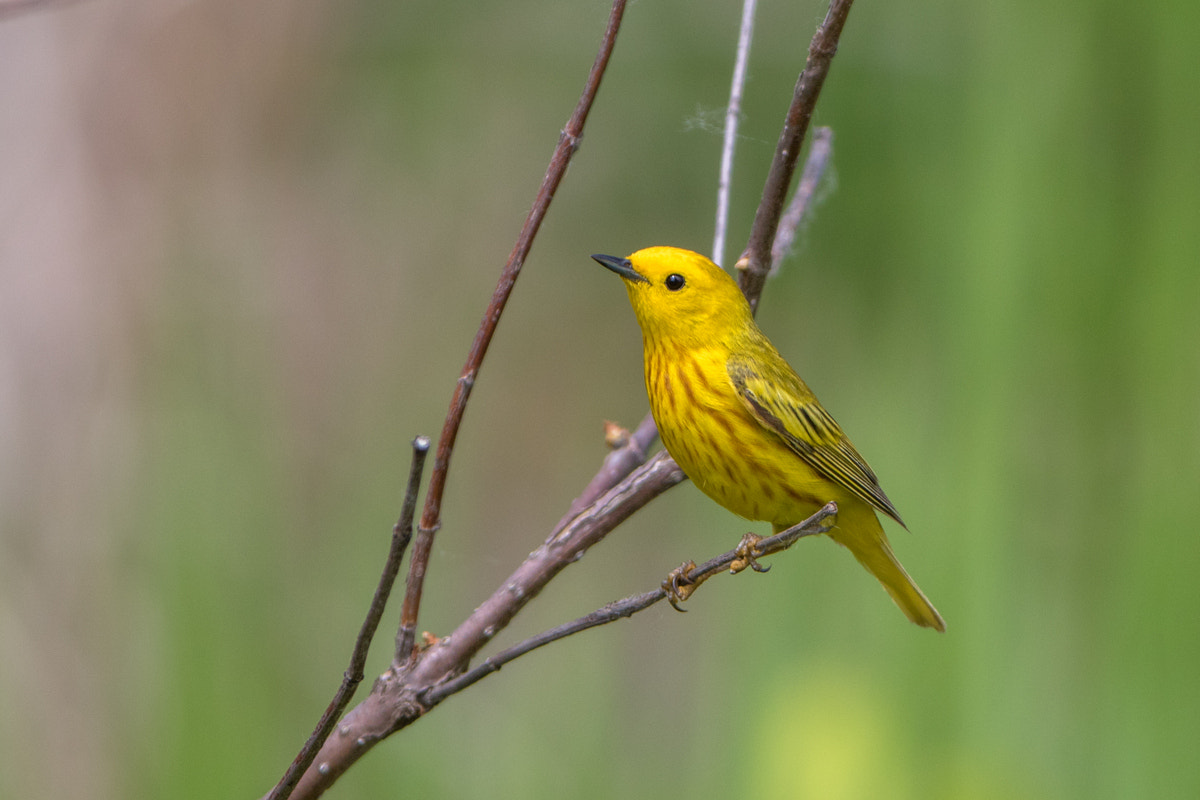 Canon EOS 7D Mark II + Canon EF 200-400mm F4L IS USM Extender 1.4x sample photo. Yellow warbler photography
