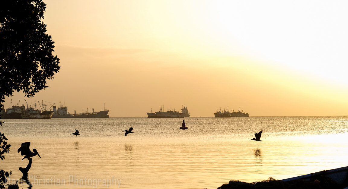 Fujifilm X-M1 + Fujifilm XF 18-55mm F2.8-4 R LM OIS sample photo. Pelicans in flight photography