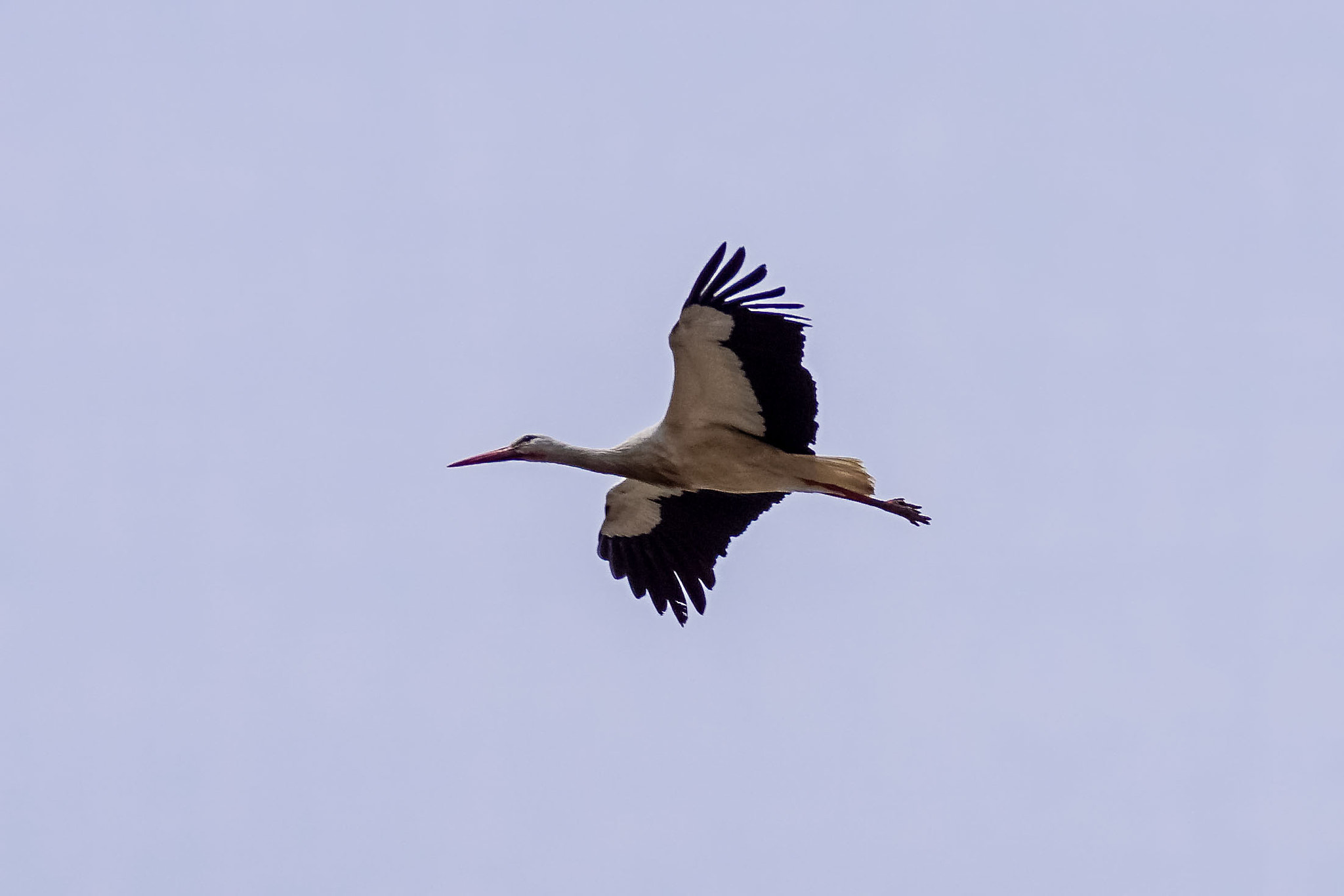Sony 70-300mm F4.5-5.6 G SSM sample photo. White stork photography
