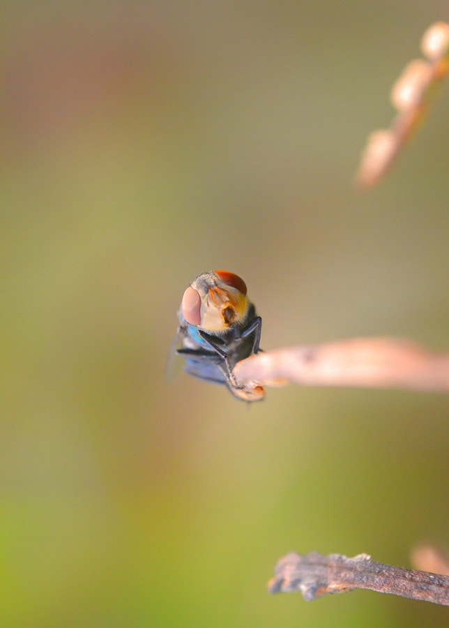 Nikon D3100 + Sigma 18-50mm F2.8 EX DC Macro sample photo. Diptera photography