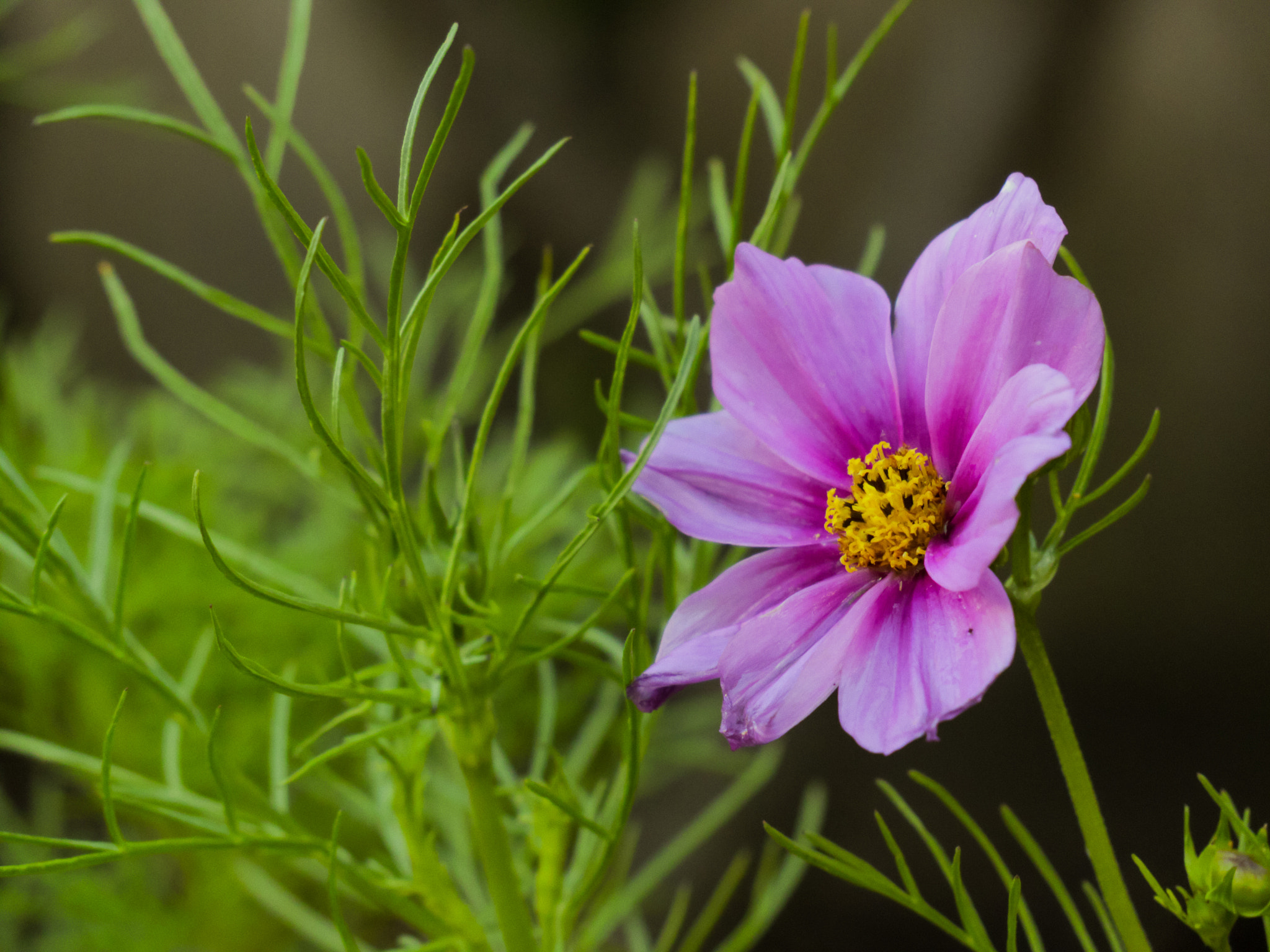 Canon XC10 sample photo. Purple cosmos photography