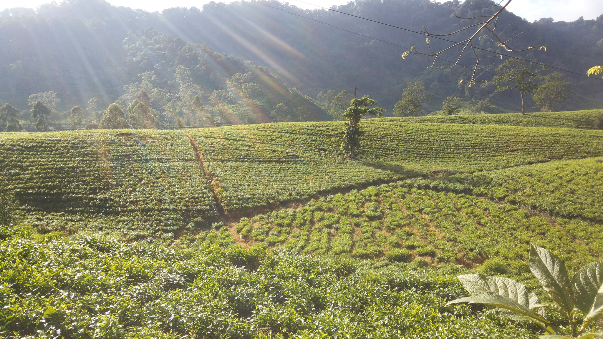 Samsung Galaxy Mega 5.8 sample photo. Tea plantation photography