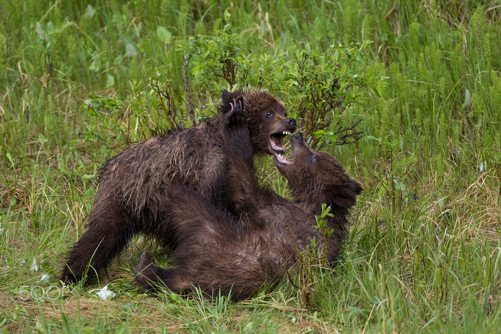 Canon EF 600mm f/4L IS sample photo. Cubs play fighting photography