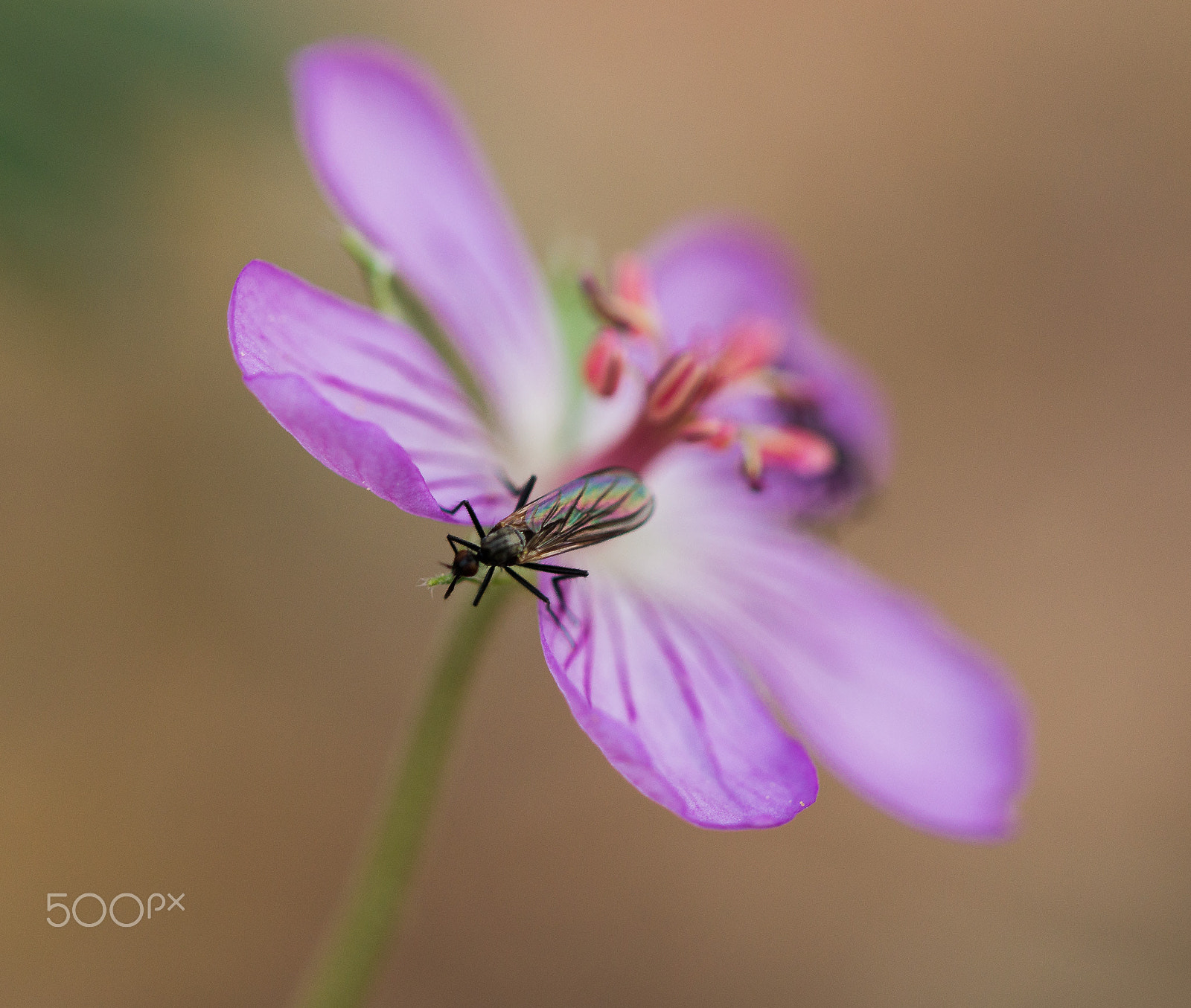 Canon EF 100mm F2.8L Macro IS USM sample photo. Geranium with bug photography