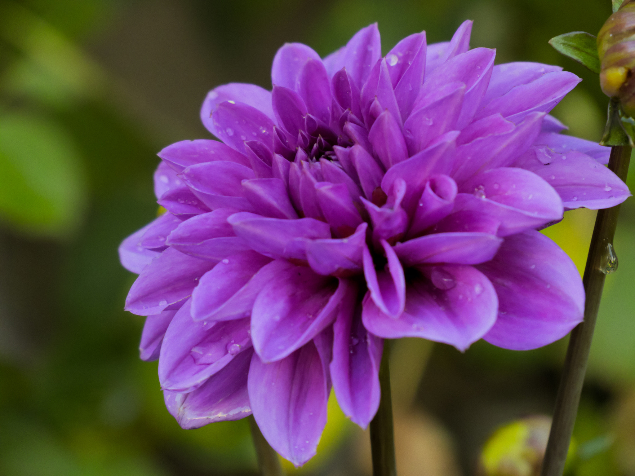 Canon XC10 sample photo. Purple dahlia pinnata photography