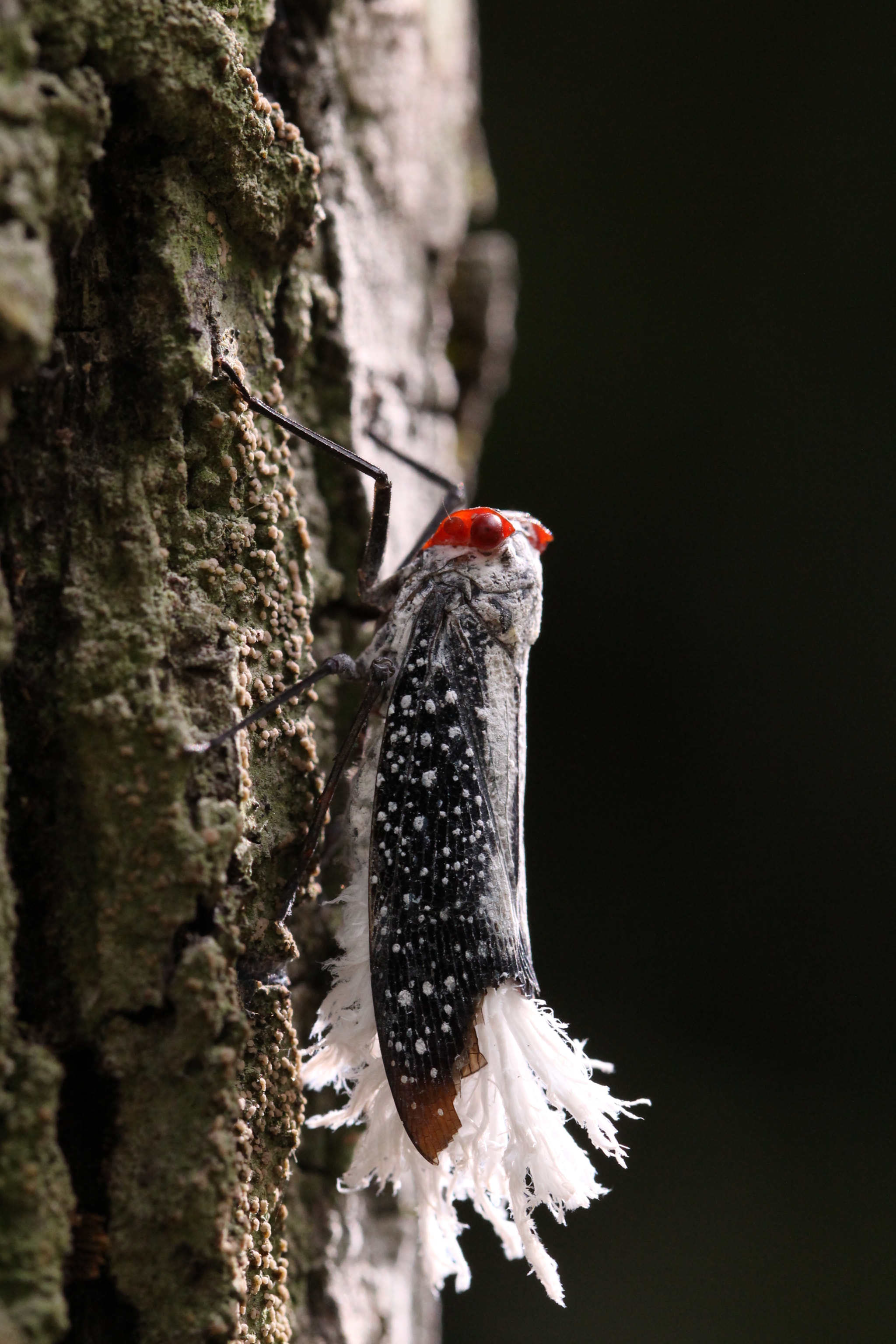 Canon EF 100mm F2.8L Macro IS USM sample photo. Cruela devil photography