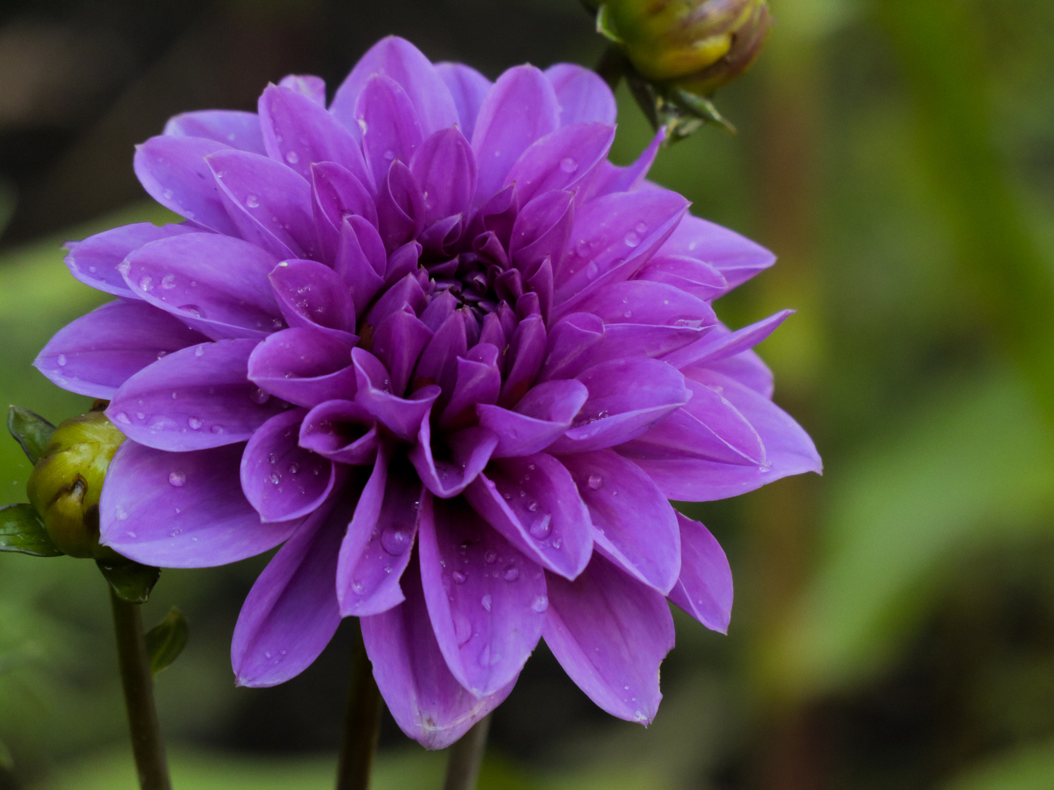 Canon XC10 sample photo. Purple dahlia pinnata photography
