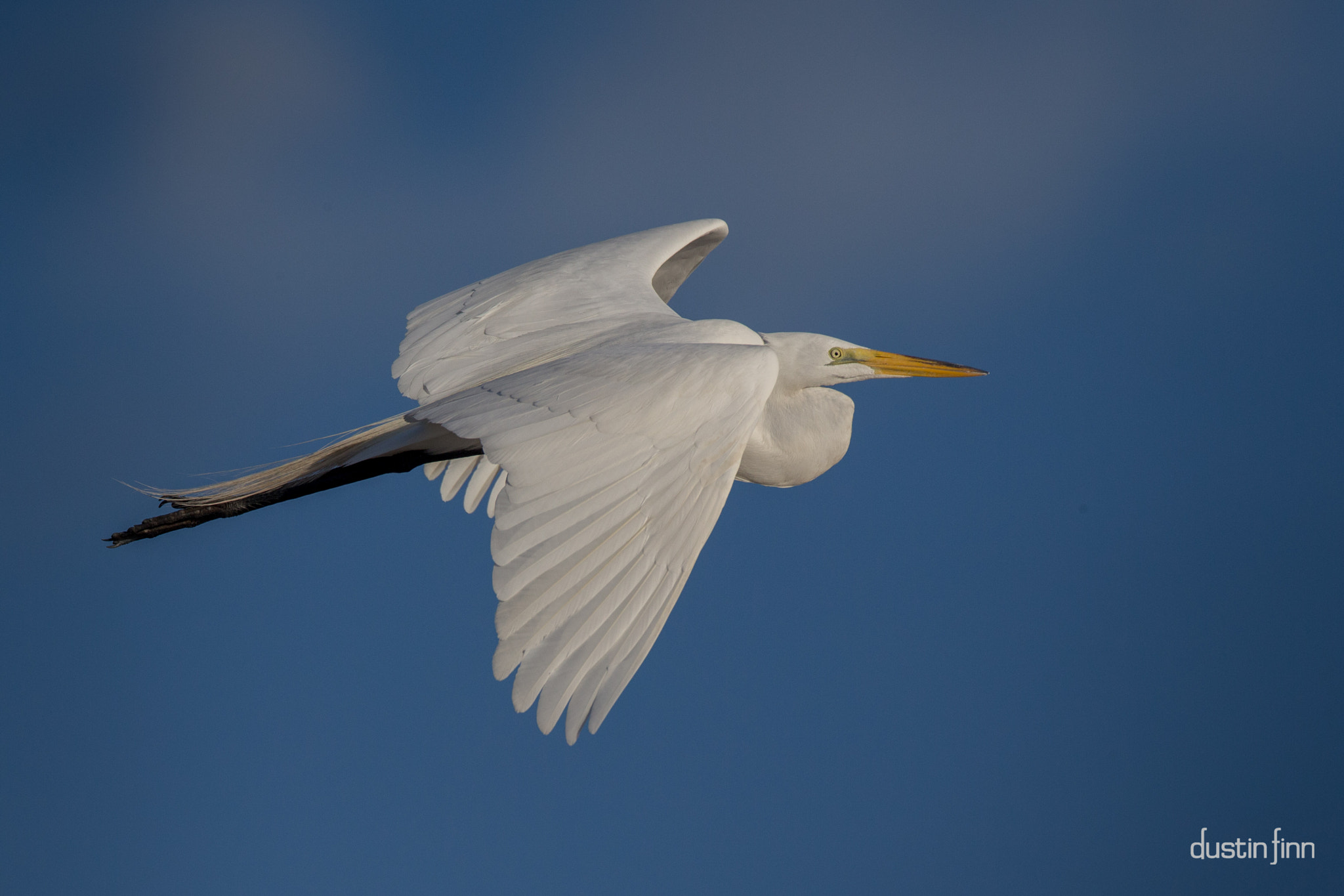 Canon EOS-1D X + Canon EF 600mm F4L IS USM sample photo. Egret flight photography