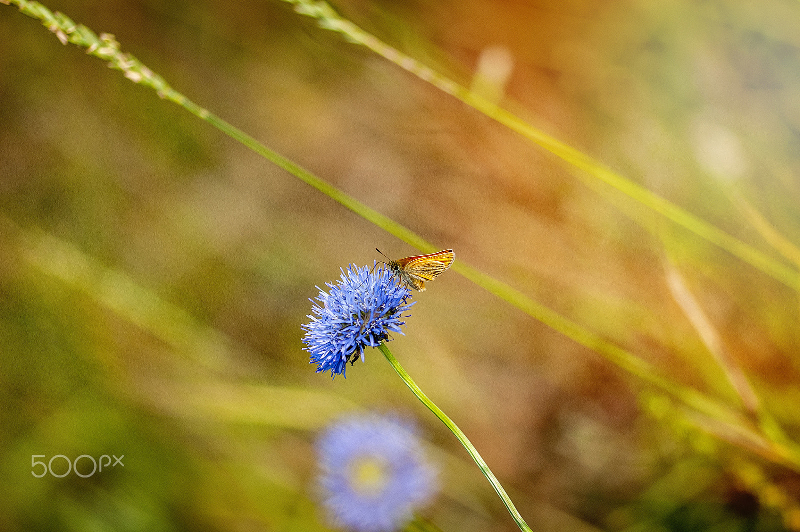 Sigma 105mm F2.8 EX DG OS HSM sample photo. Little beauty photography