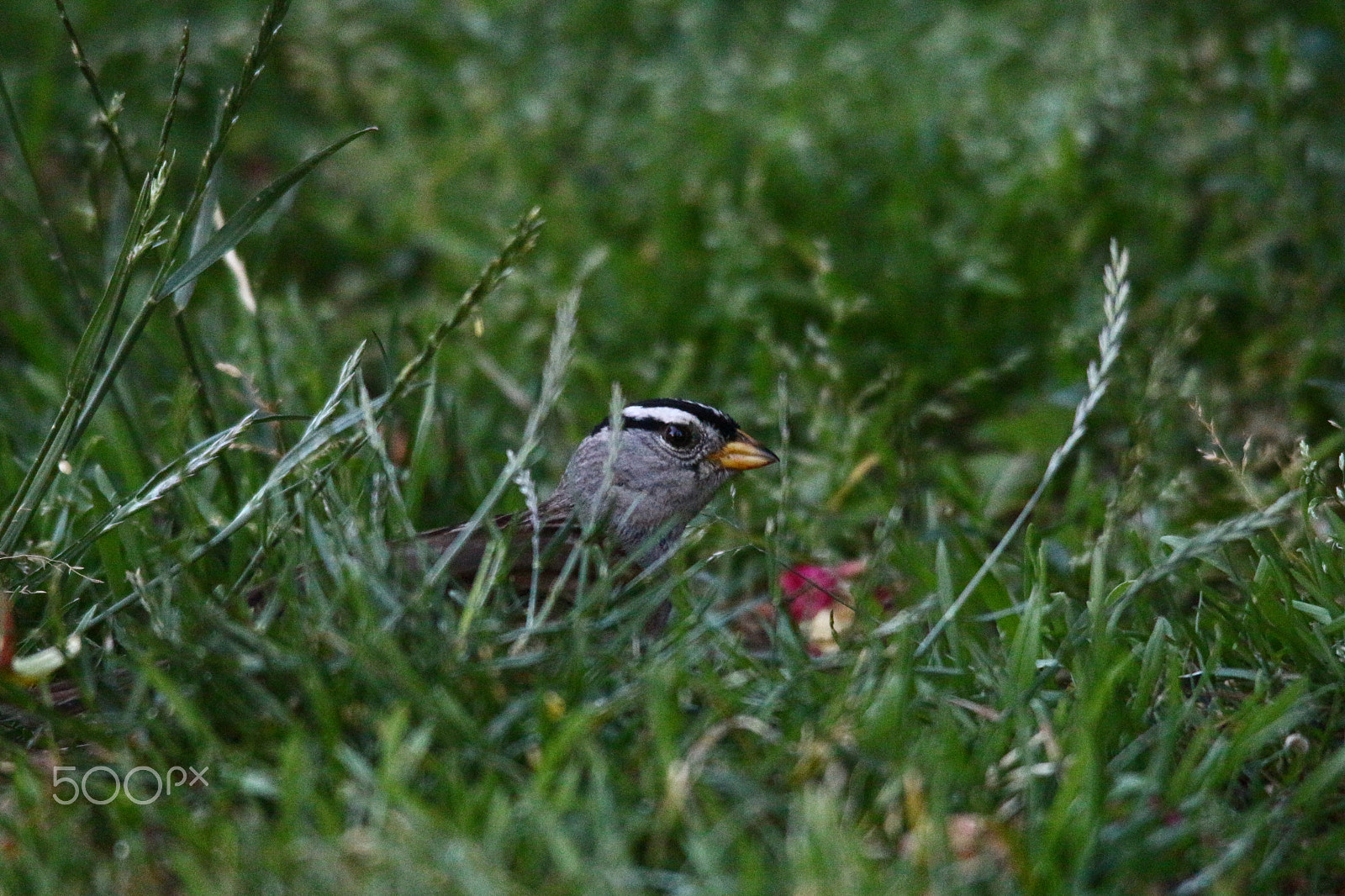 Sigma 150-500mm F5-6.3 DG OS HSM sample photo. White-crown sparrow head shot photography
