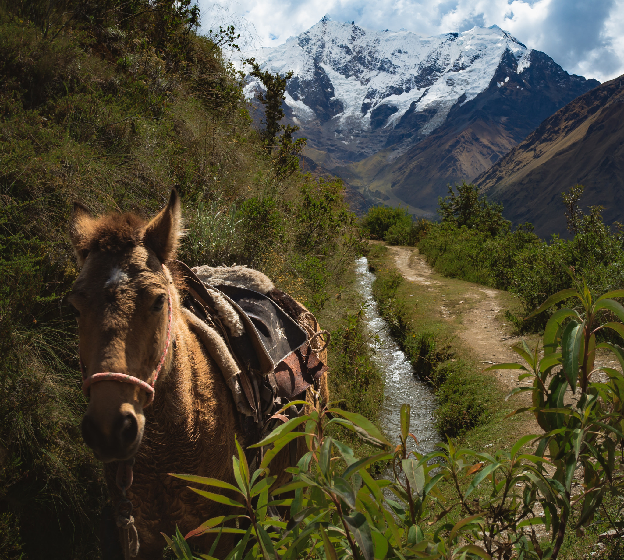 Olympus OM-D E-M5 II + Olympus M.Zuiko Digital 25mm F1.8 sample photo. A mule on the move photography