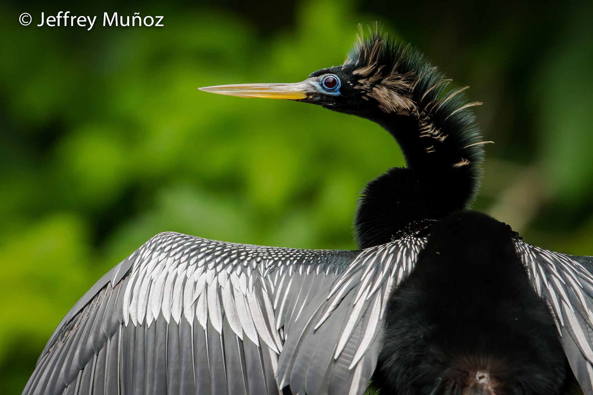 Canon EOS 7D + Canon EF 300mm F2.8L IS II USM sample photo. Anhinga photography