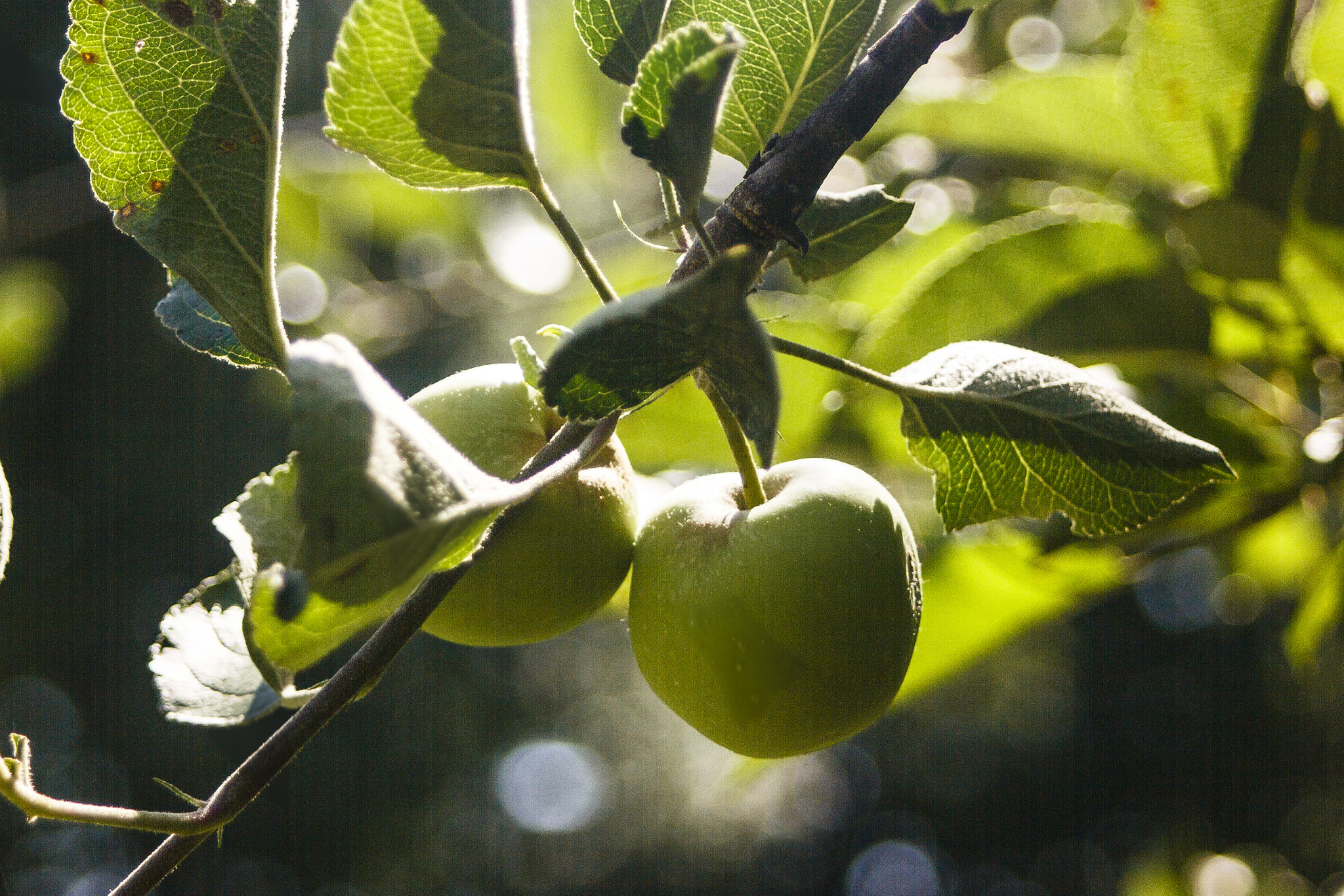 Canon EF 35-80mm f/4-5.6 sample photo. Crap apple photography
