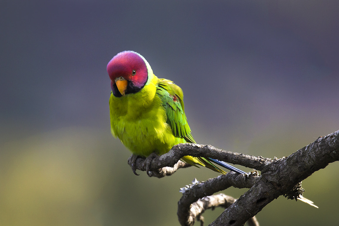 150-600mm F5-6.3 DG OS HSM | Sports 014 sample photo. Plum headed parakeet photography
