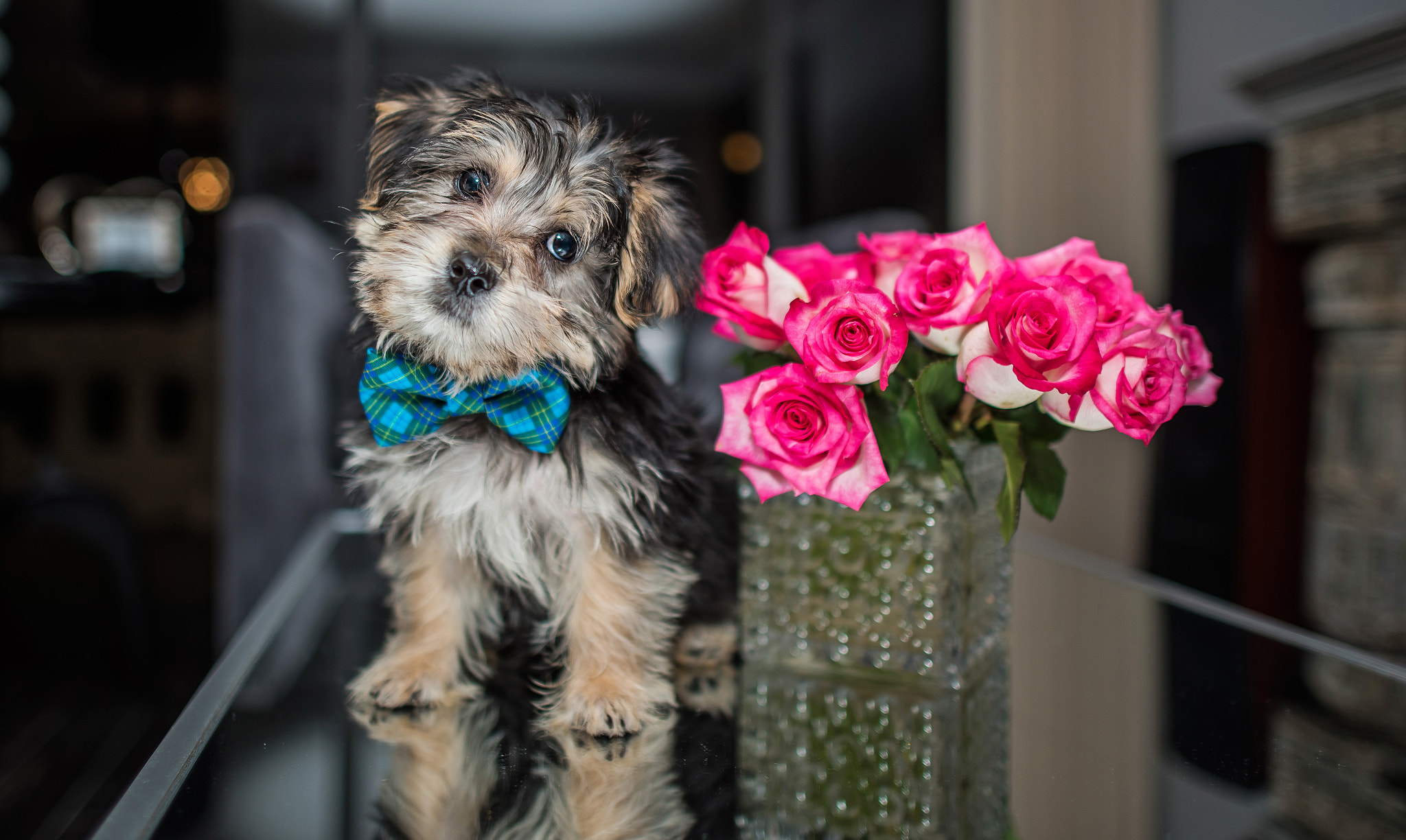 Nikon D750 + Nikon AF-S Nikkor 24mm F1.4G ED sample photo. Pierre in his new tie - cuteness overload photography