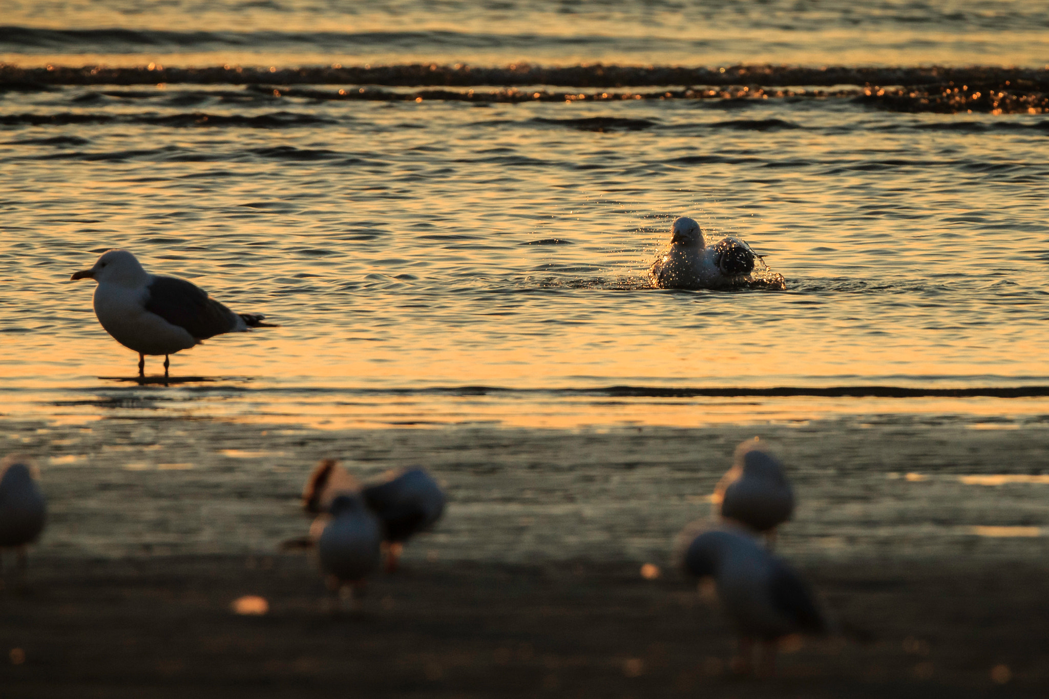 Tamron SP 150-600mm F5-6.3 Di VC USD sample photo. Bubbles photography