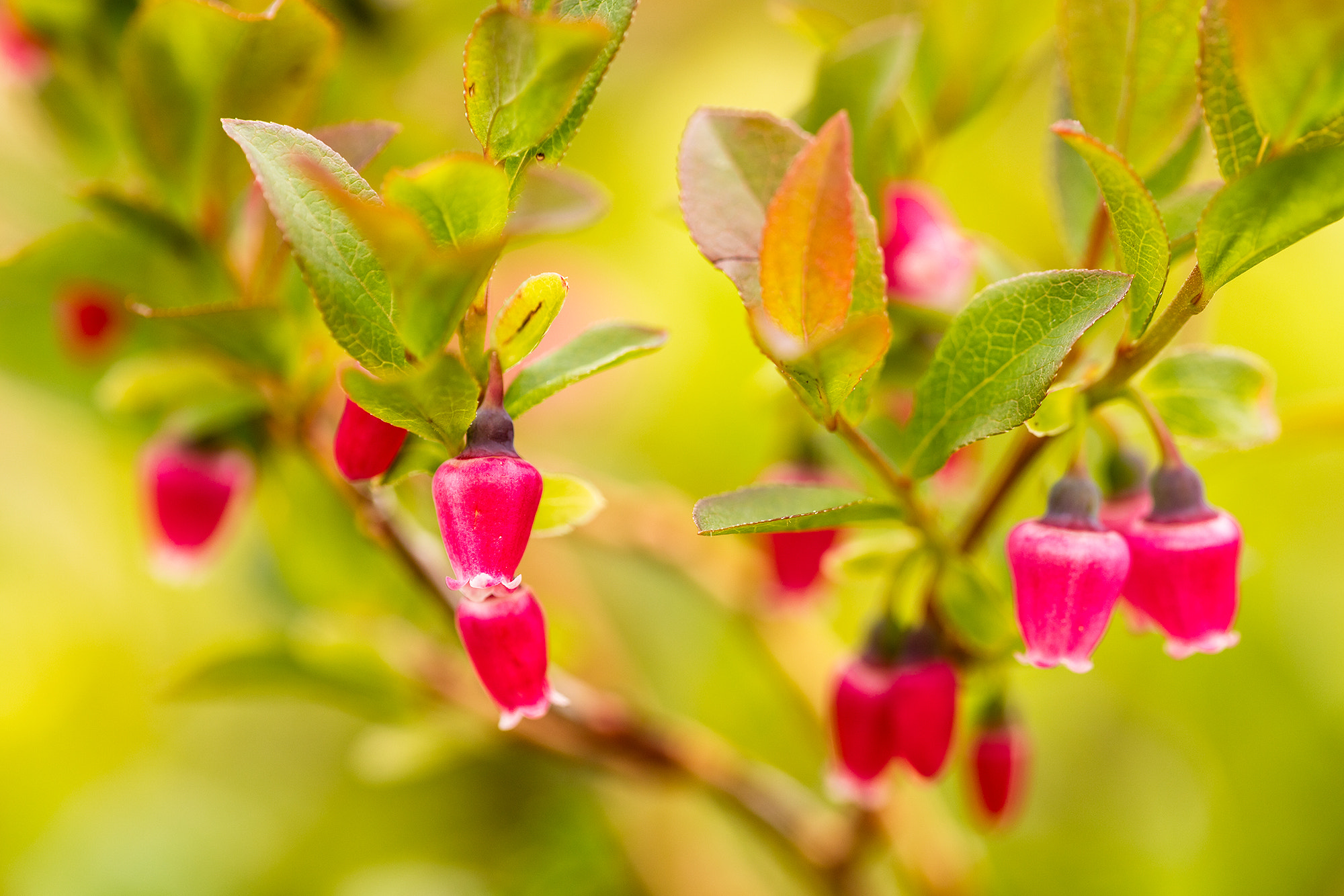 Canon EF 180mm F3.5L Macro USM sample photo. Blueberry flowers photography