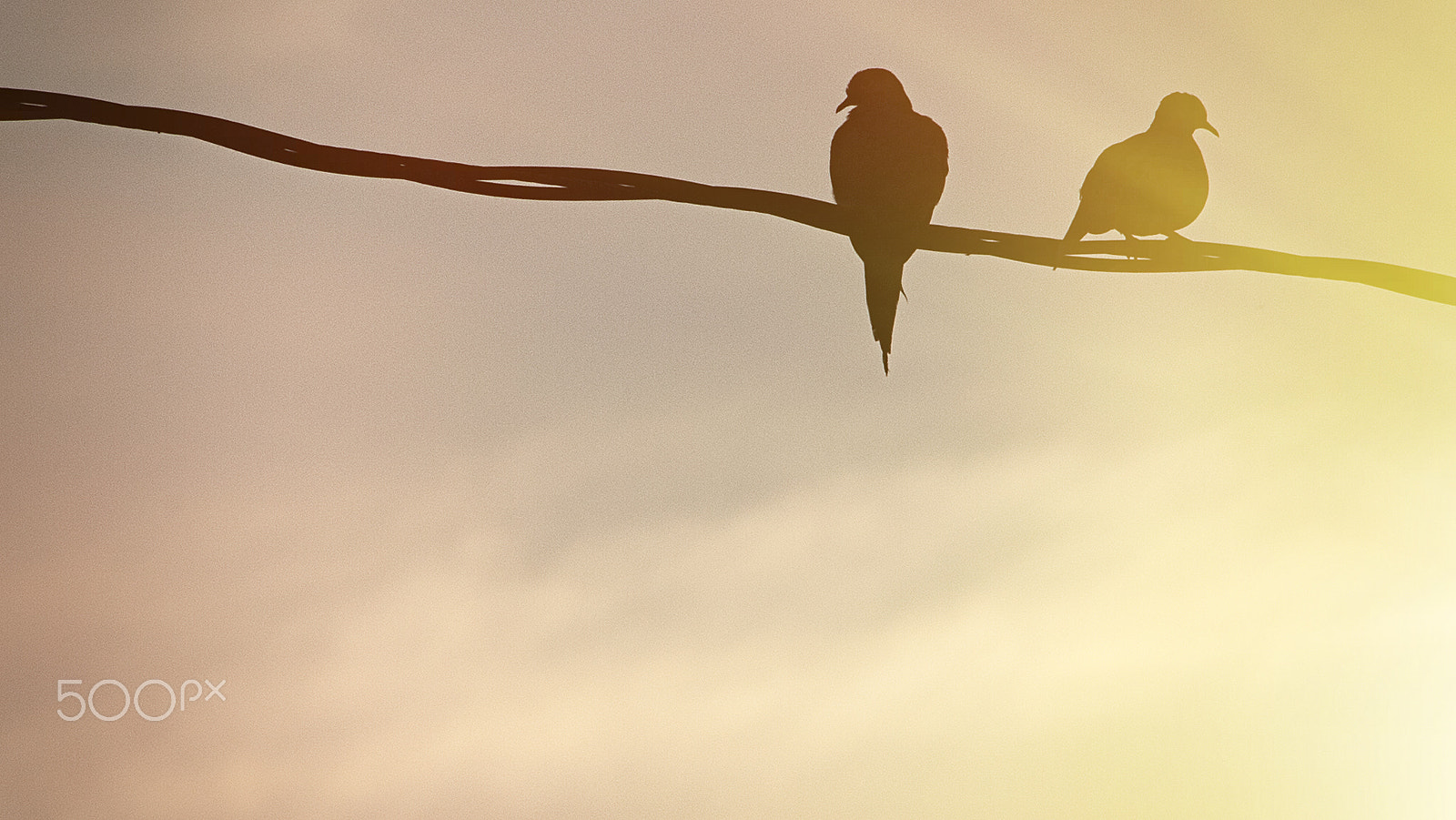 Sigma 18-250mm F3.5-6.3 DC OS HSM sample photo. Birds on wire 2016 photography