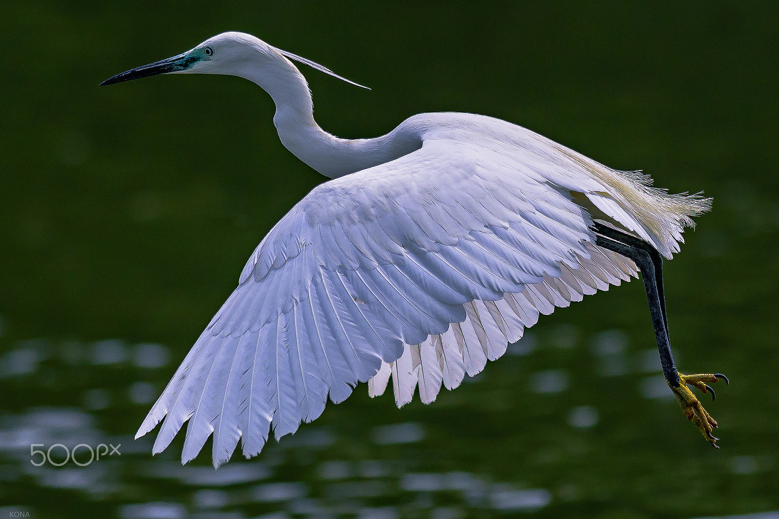 Nikon AF-S Nikkor 400mm F2.8G ED VR II sample photo. Sagi photography