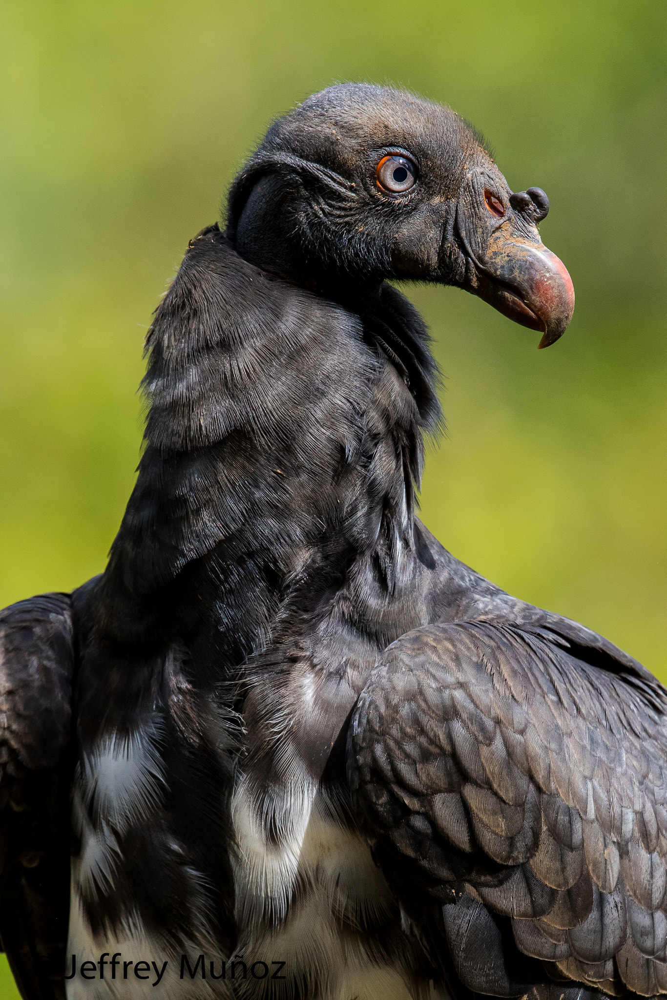Canon EF 300mm F2.8L IS II USM sample photo. King vulture (early juvenile stage) photography