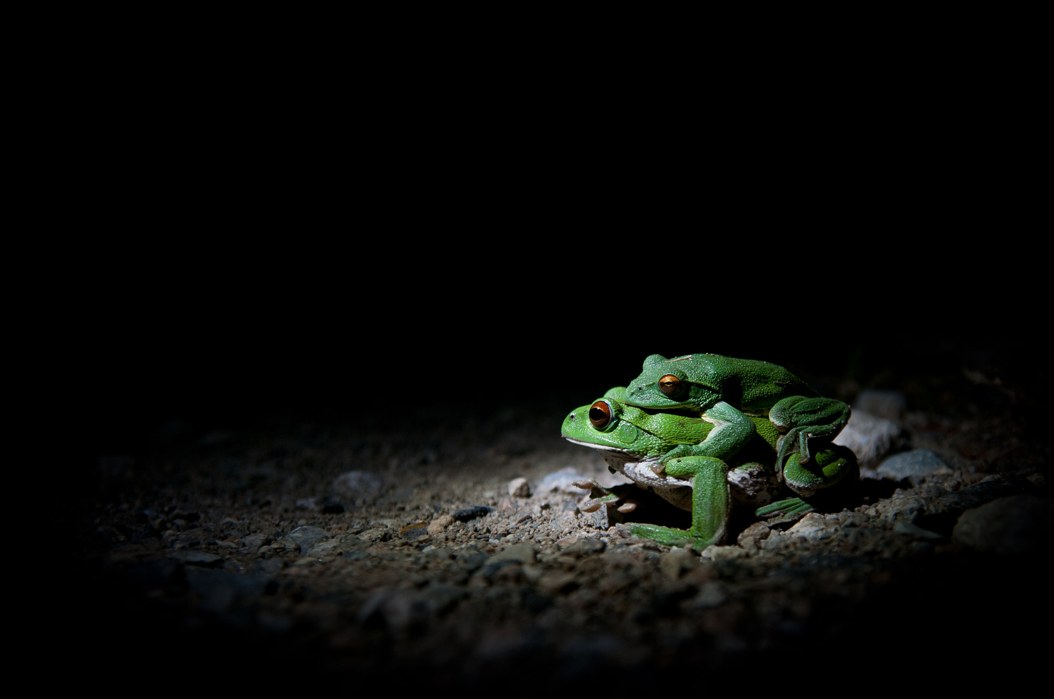 Nikon D300S sample photo. All we need is love photography