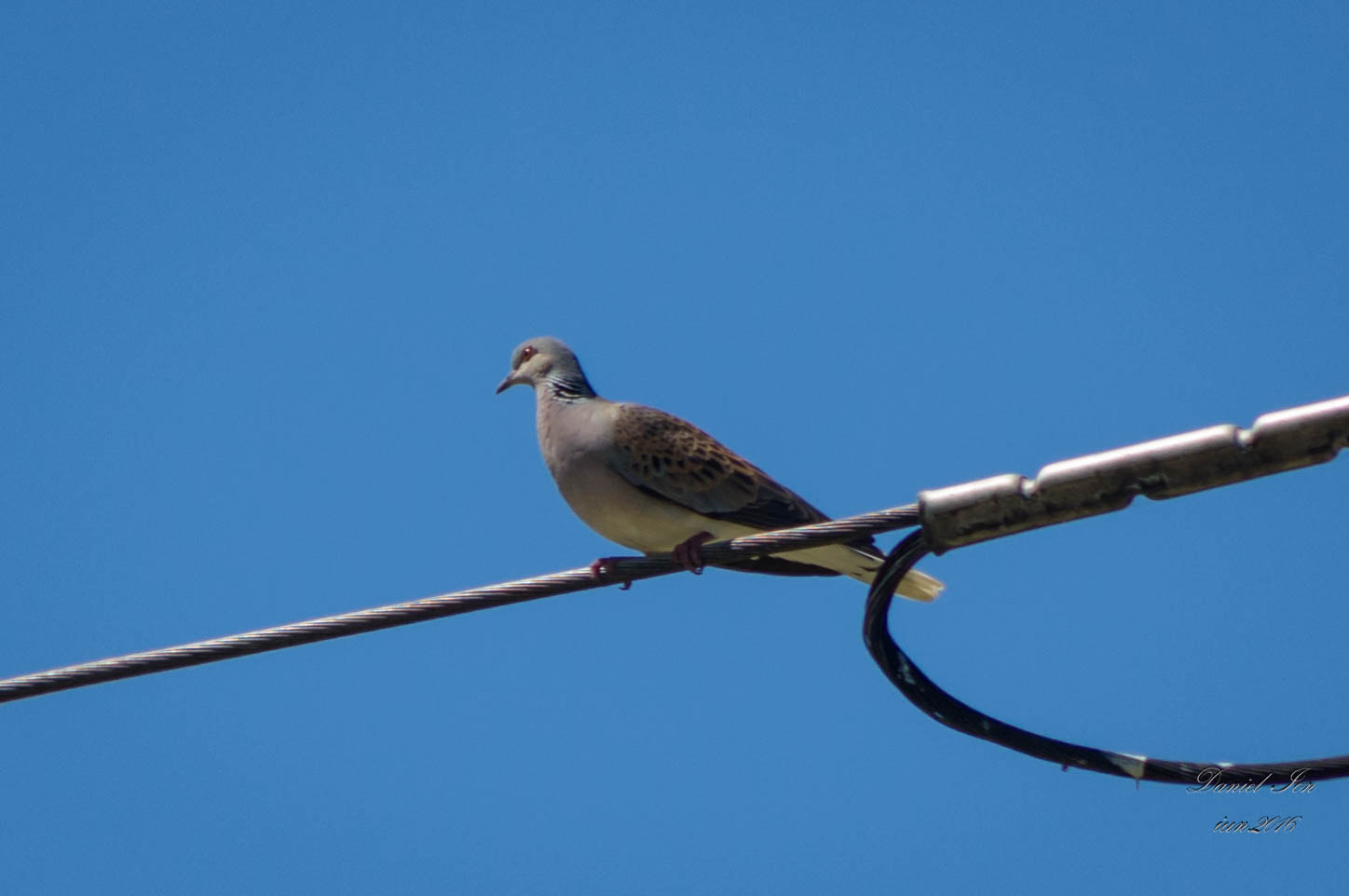smc PENTAX-FA 80-320mm F4.5-5.6 sample photo. Streptopelia turtur photography