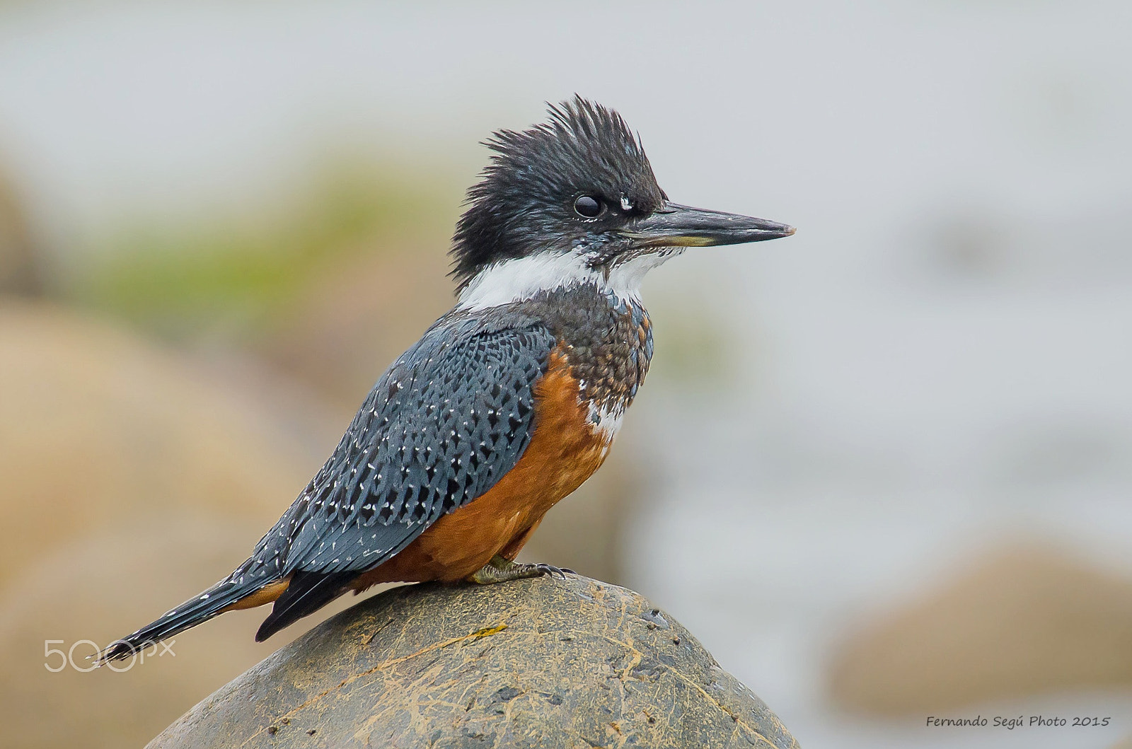 Sigma 50-500mm F4.5-6.3 DG OS HSM sample photo. Ringed kingfisher photography
