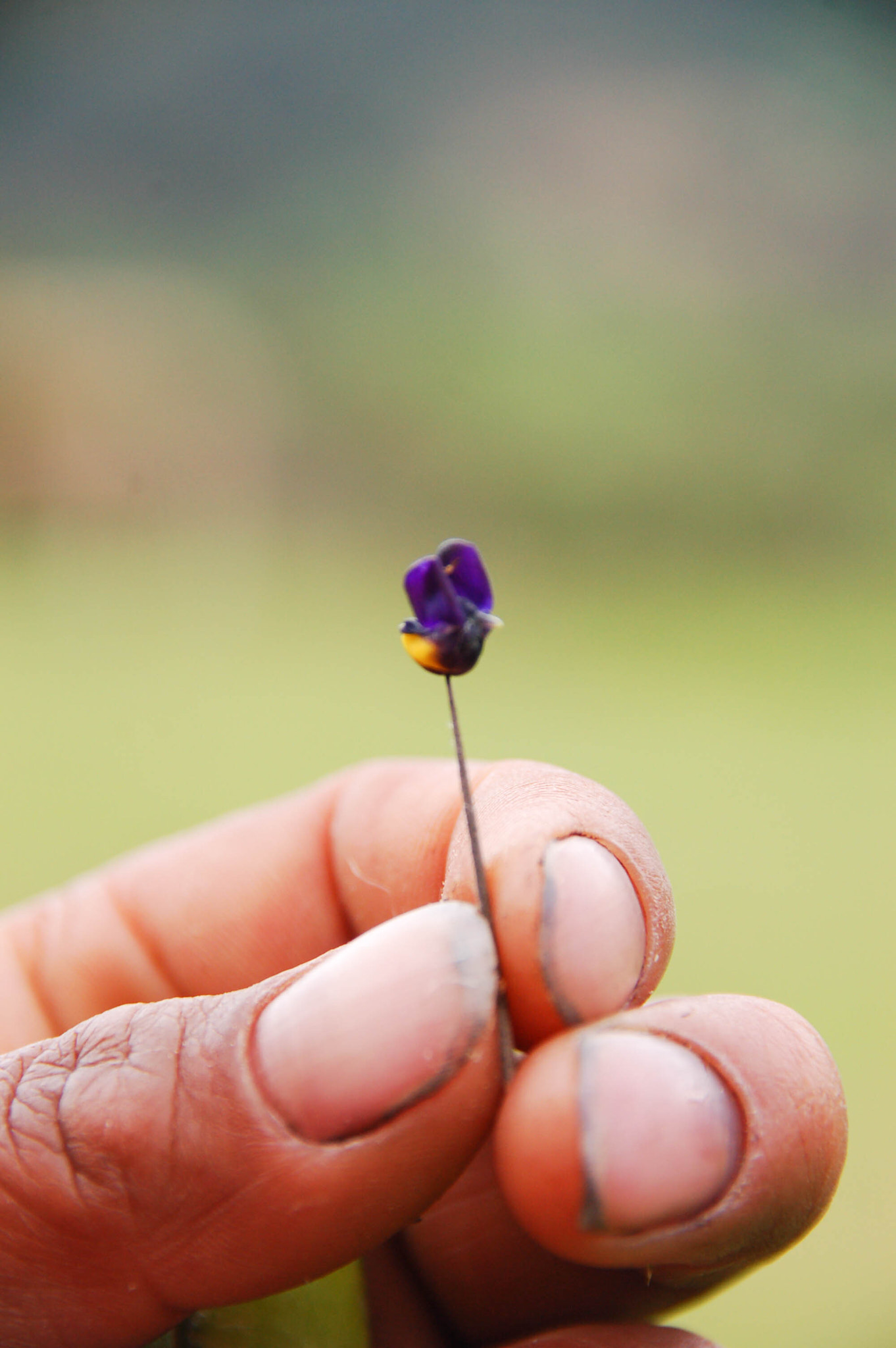 Nikon D50 + Sigma 18-200mm F3.5-6.3 DC sample photo. Flower bird photography