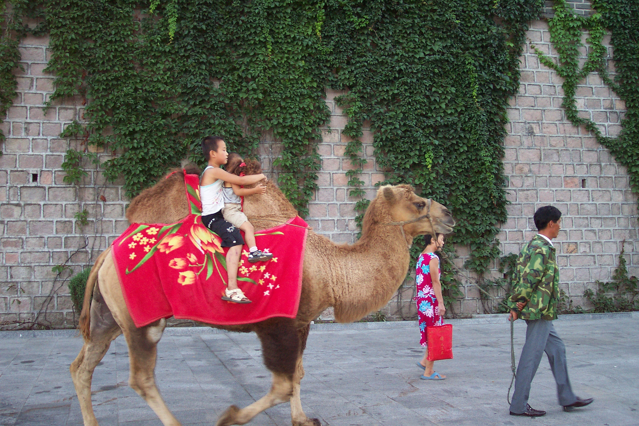 Kodak DX3900 ZOOM DIGITAL CAMERA sample photo. Camel at great wall photography