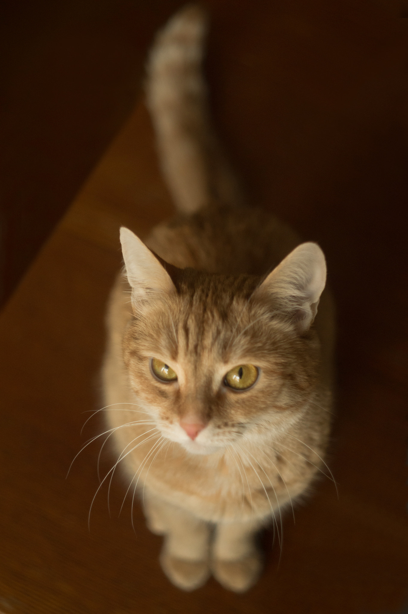 Sony SLT-A37 + Minolta AF 50mm F1.7 sample photo. My cat photography