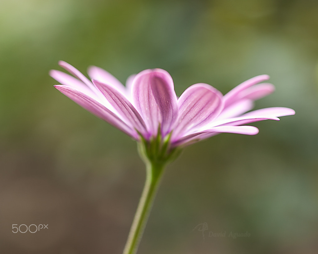 ZEISS Makro-Planar T* 50mm F2 sample photo. 10221599203.jpg photography