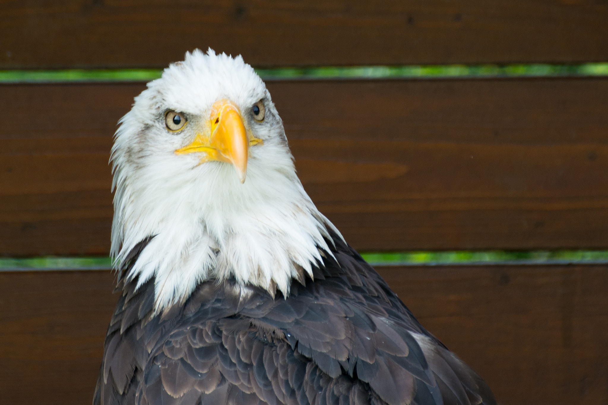 Nikon D7100 + Sigma 70-300mm F4-5.6 DG OS sample photo. Weisskopfseeadler 3 photography